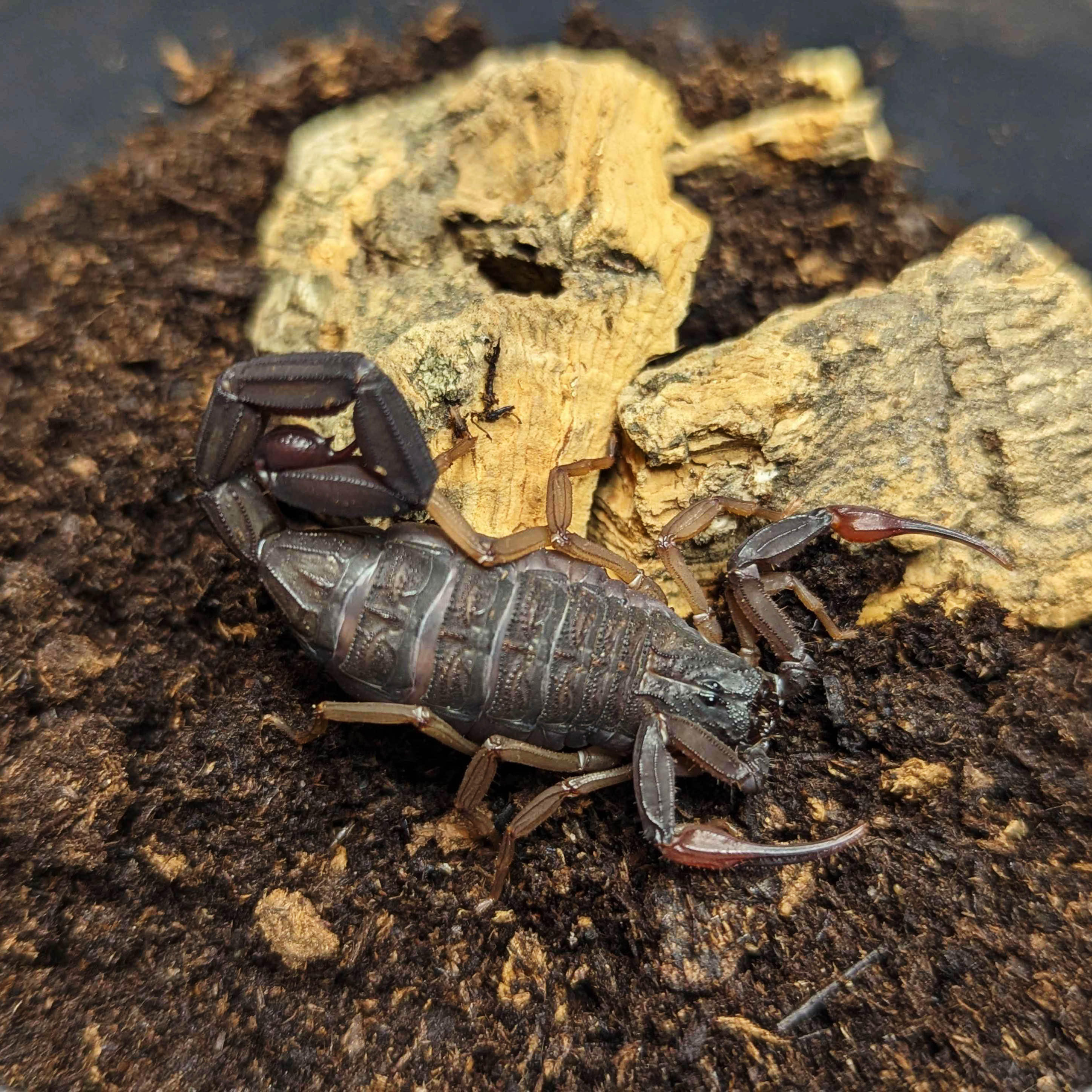 Florida Bark Scorpion Female