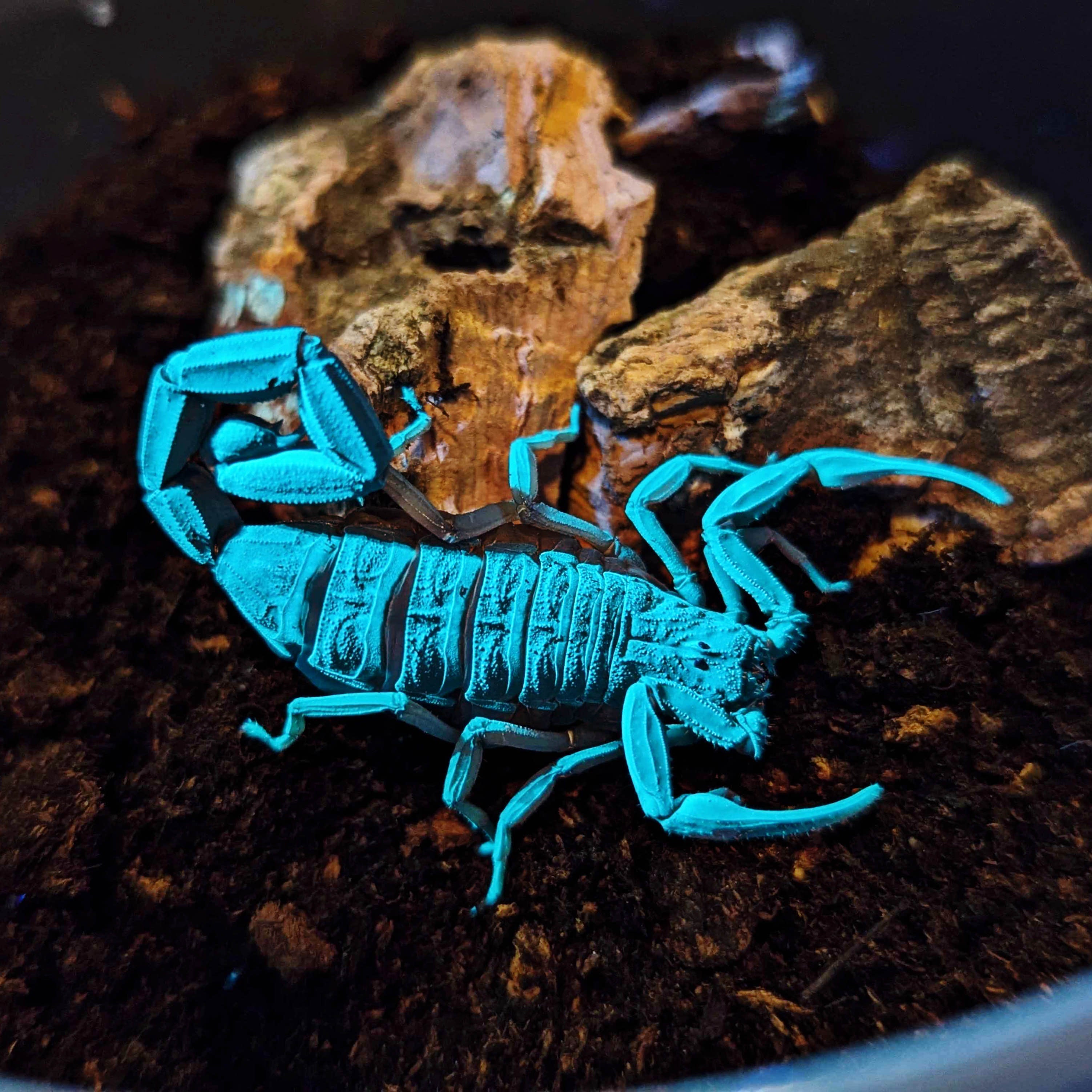 Florida Bark Scorpion Female, Blacklight