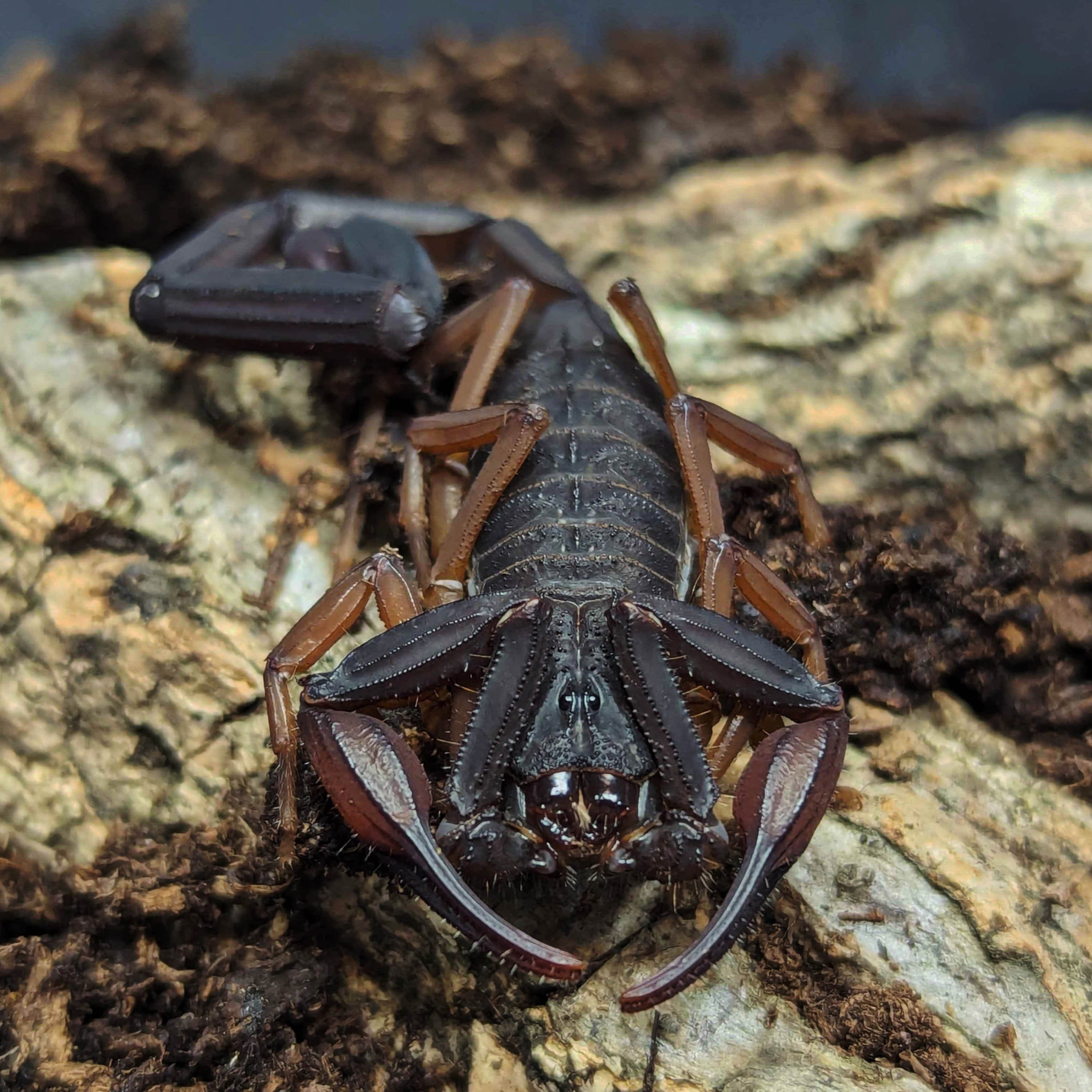 Florida Bark Scorpion Male