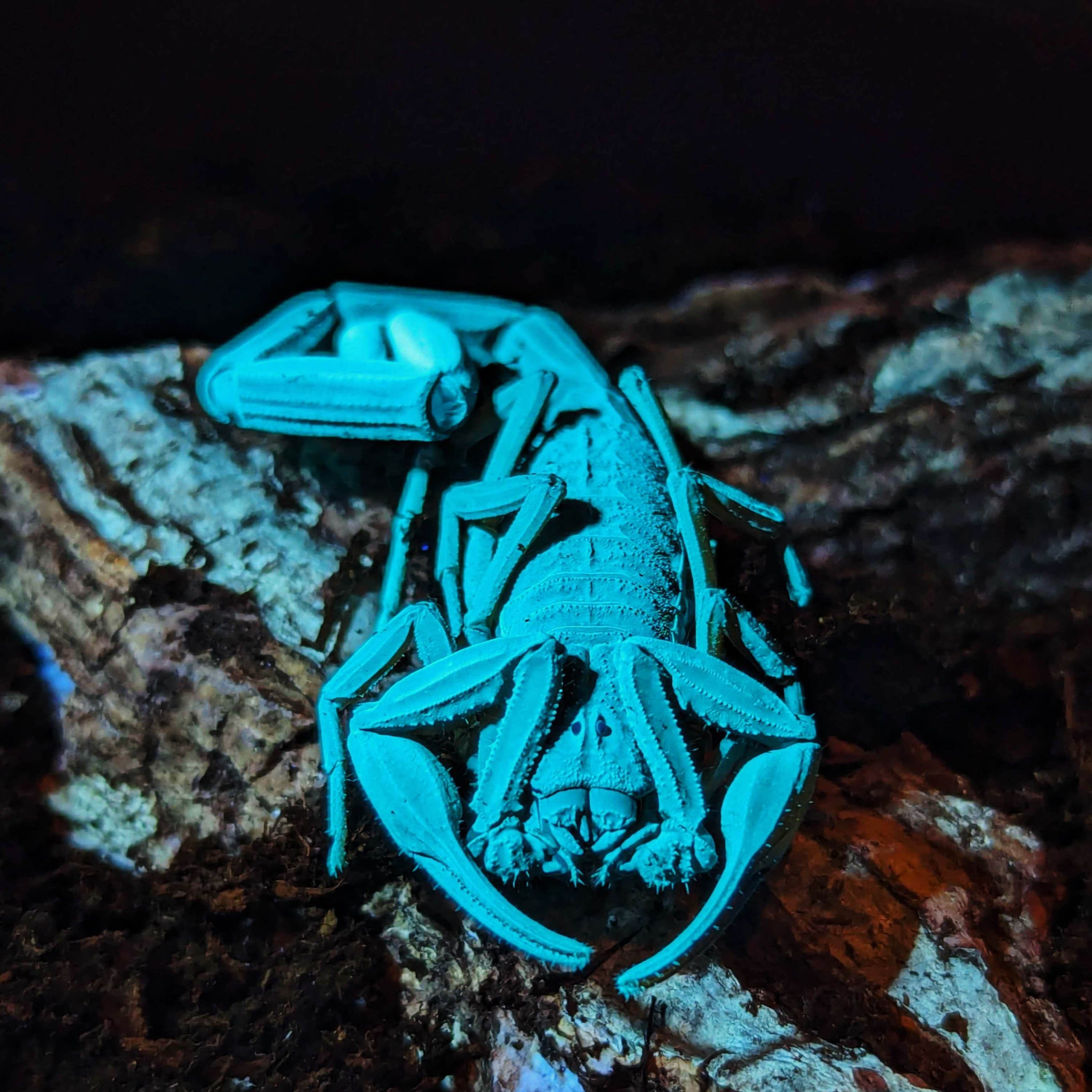 Florida Bark Scorpion Male, Blacklight