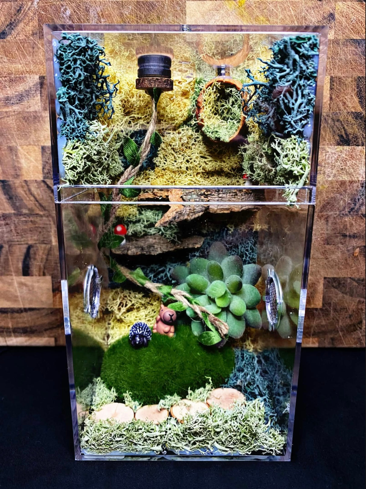 Custom Jumping Spider Enclosure