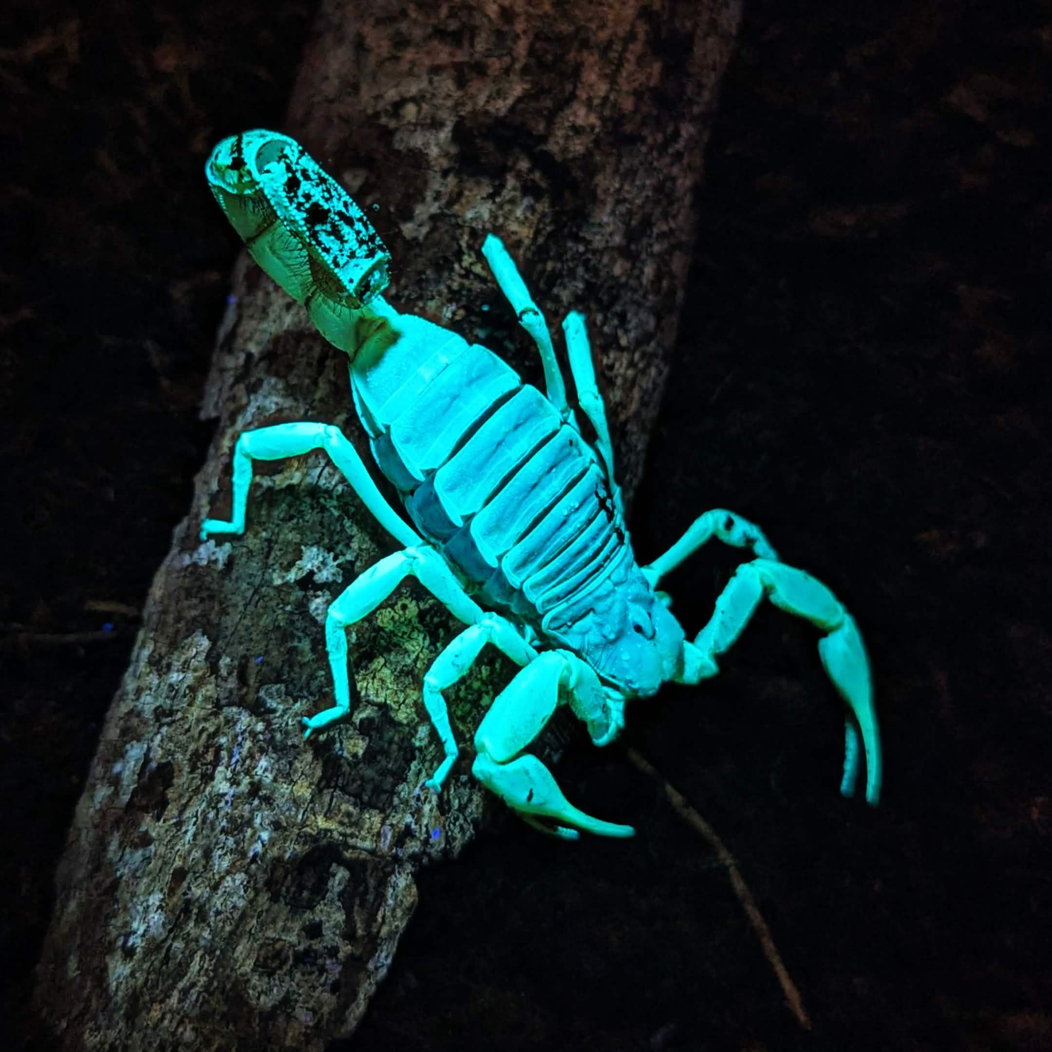 Giant Desert Hairy Scoprion under blacklight