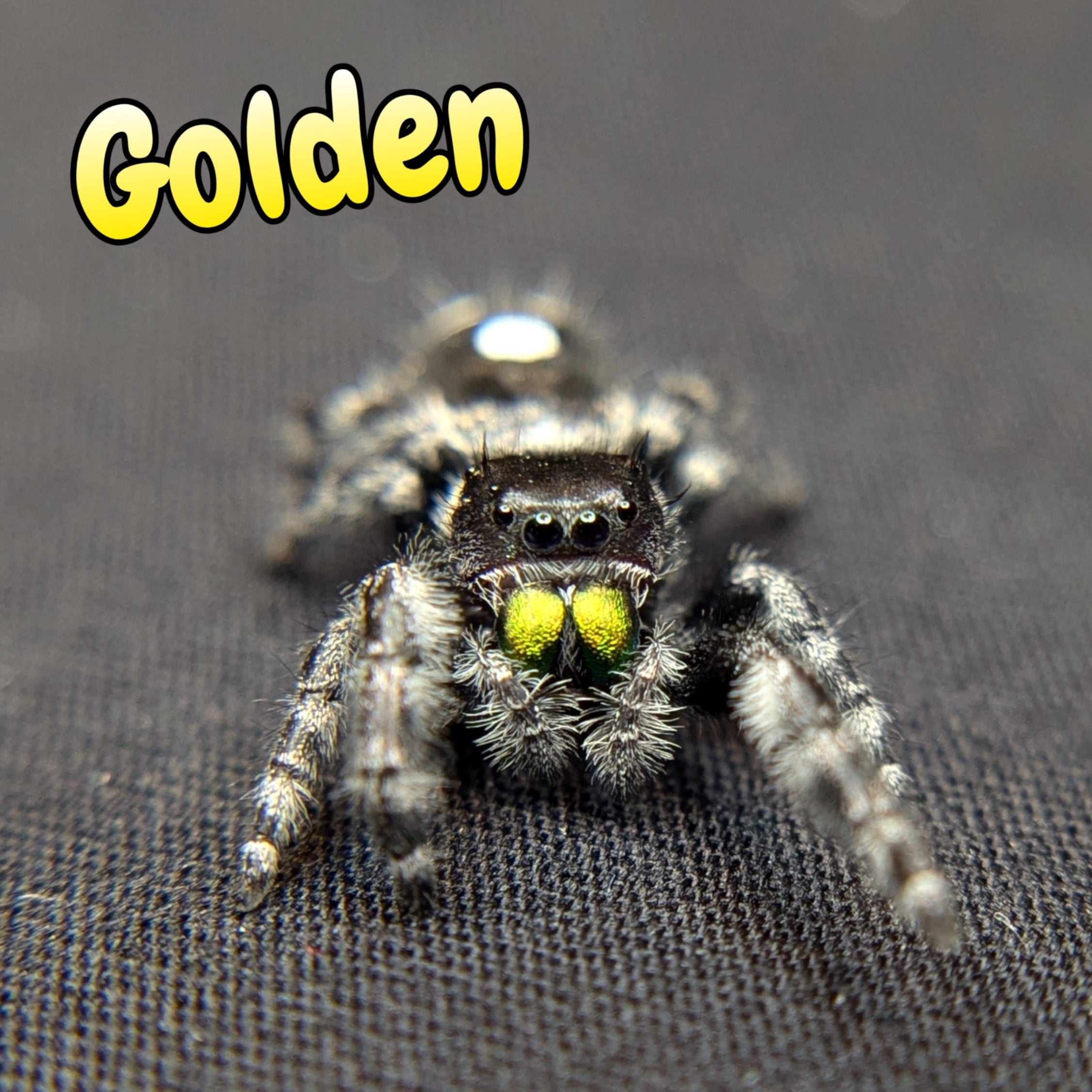 ~Auction~ Audax bryantae Jumping Spider "Golden"