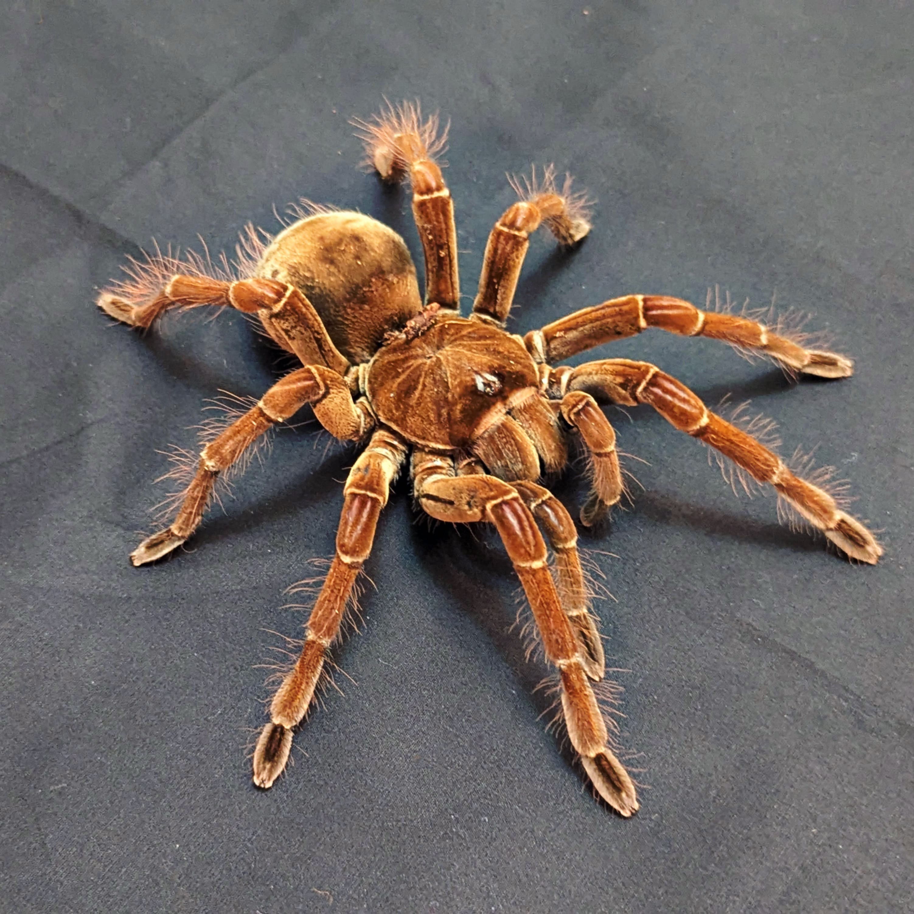 Goliath Bird Eating Tarantula, Therapho Blondi, For Sale