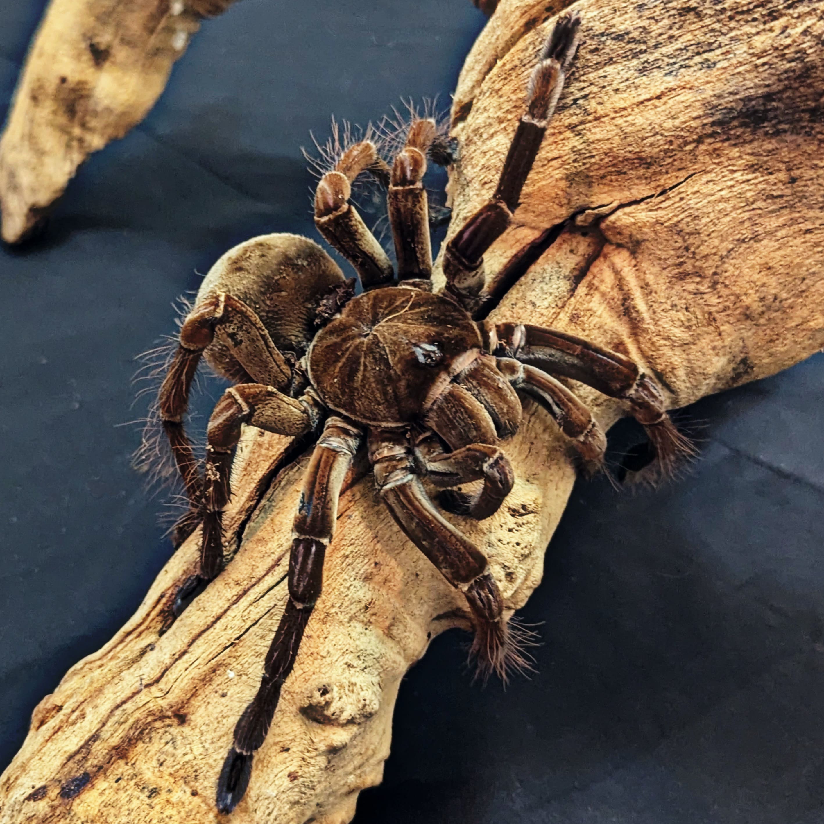 Goliath Bird Eating Tarantula, Therapho Blondi, For Sale