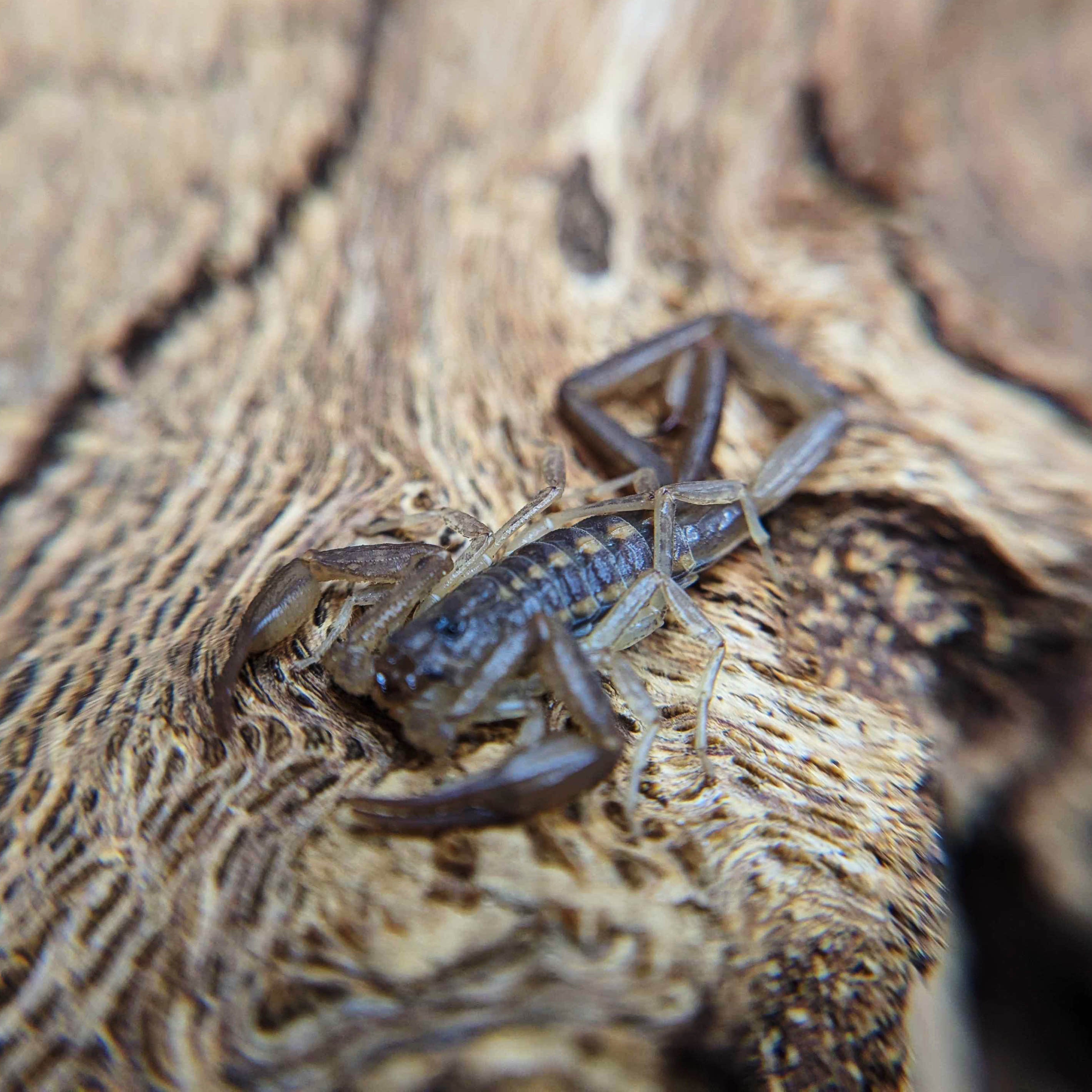 Centruroides guanensis for Sale Male