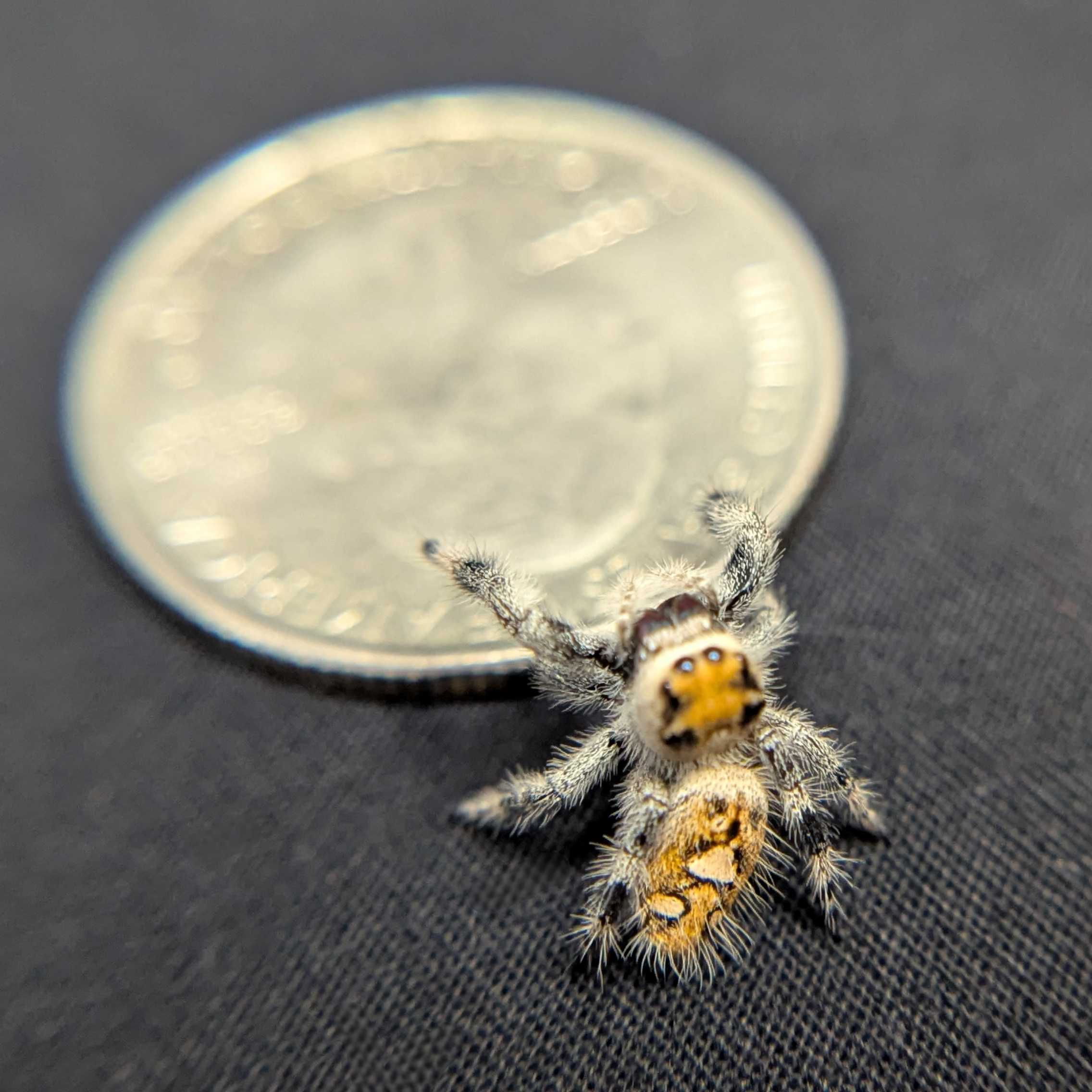 ~Auction~ Regal Jumping Spider "Honeycomb”