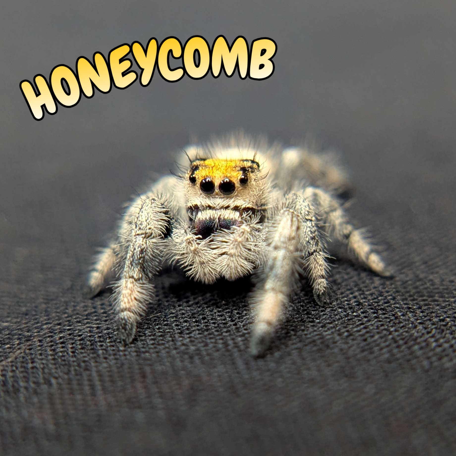 ~Auction~ Regal Jumping Spider "Honeycomb”