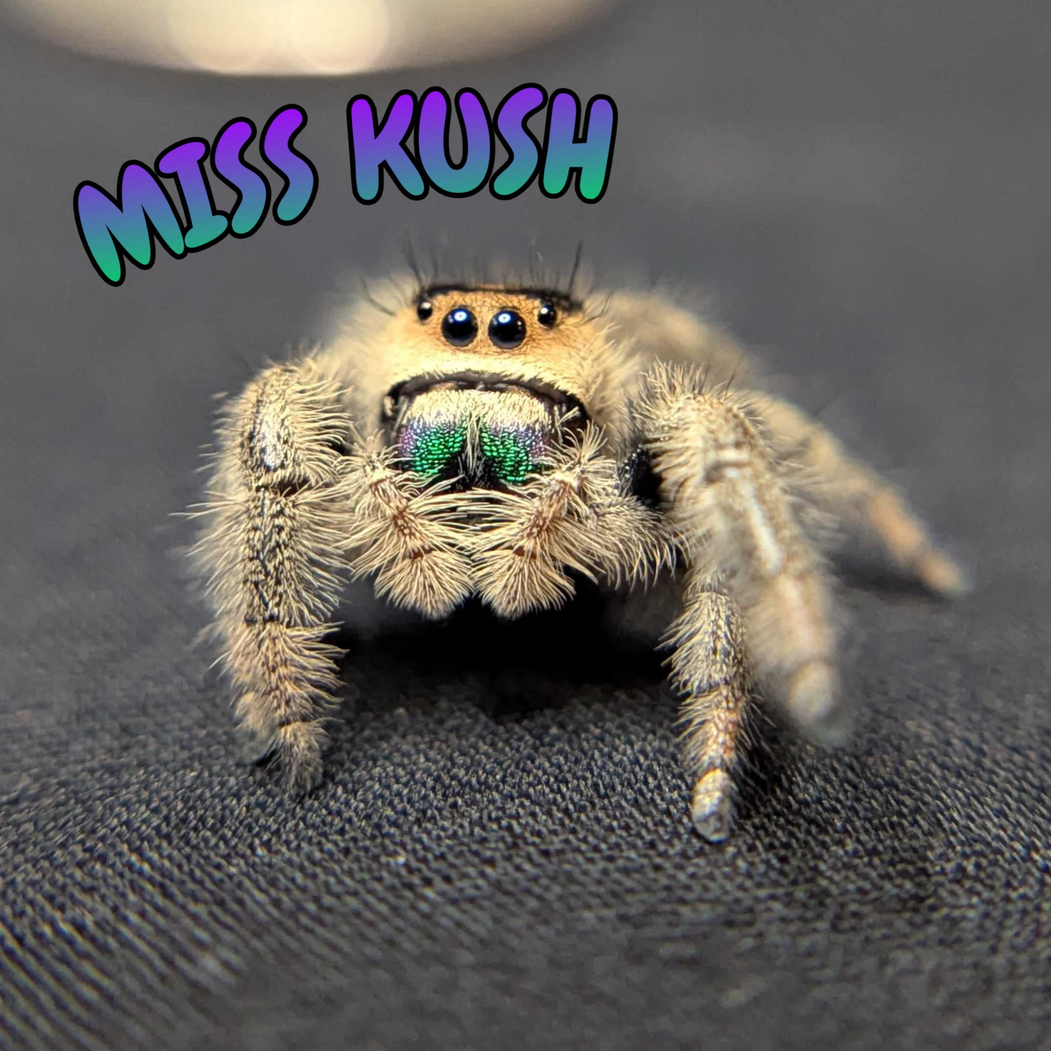 ~Auction~ Regal Jumping Spider "Miss Kush”