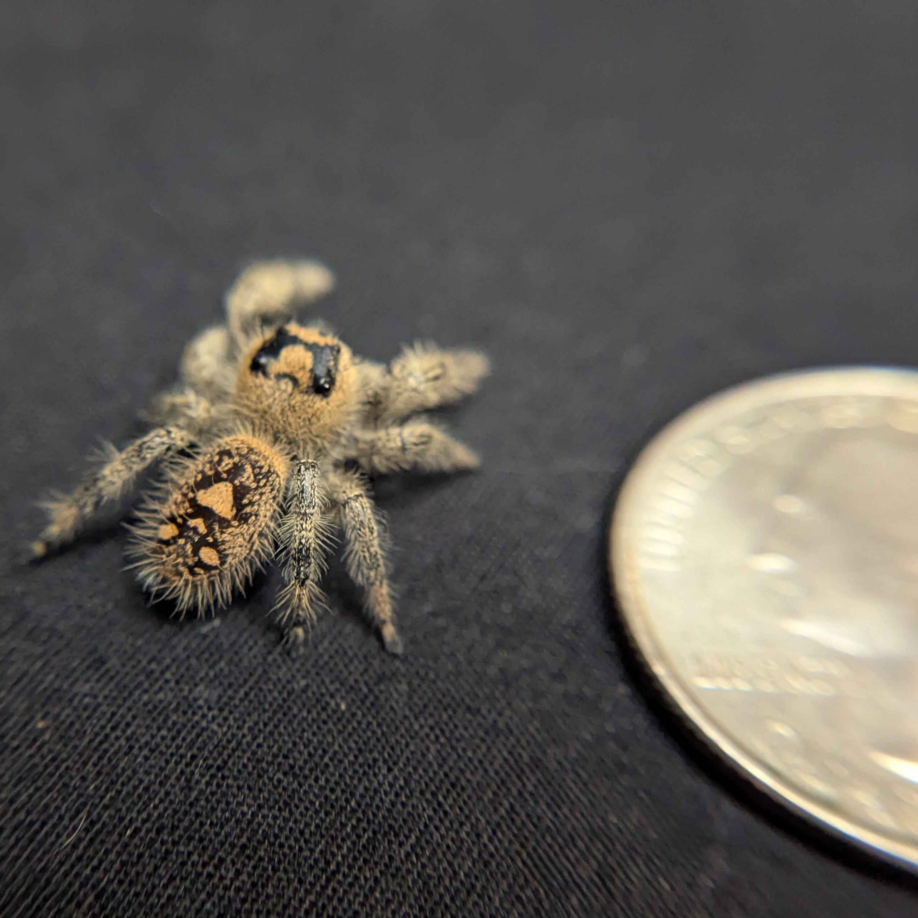 ~Auction~ Regal Jumping Spider "Miss Kush”