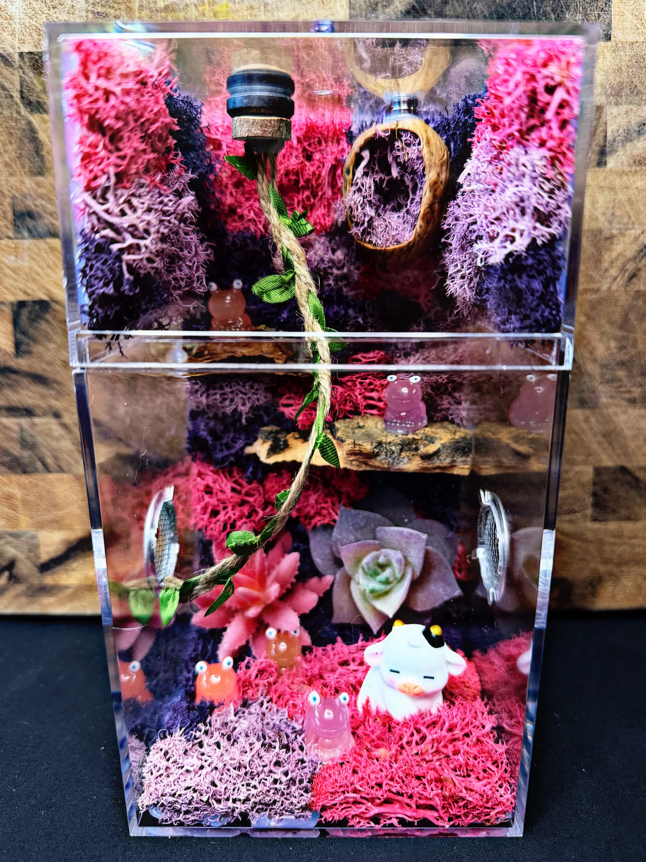 Custom Jumping Spider Enclosure