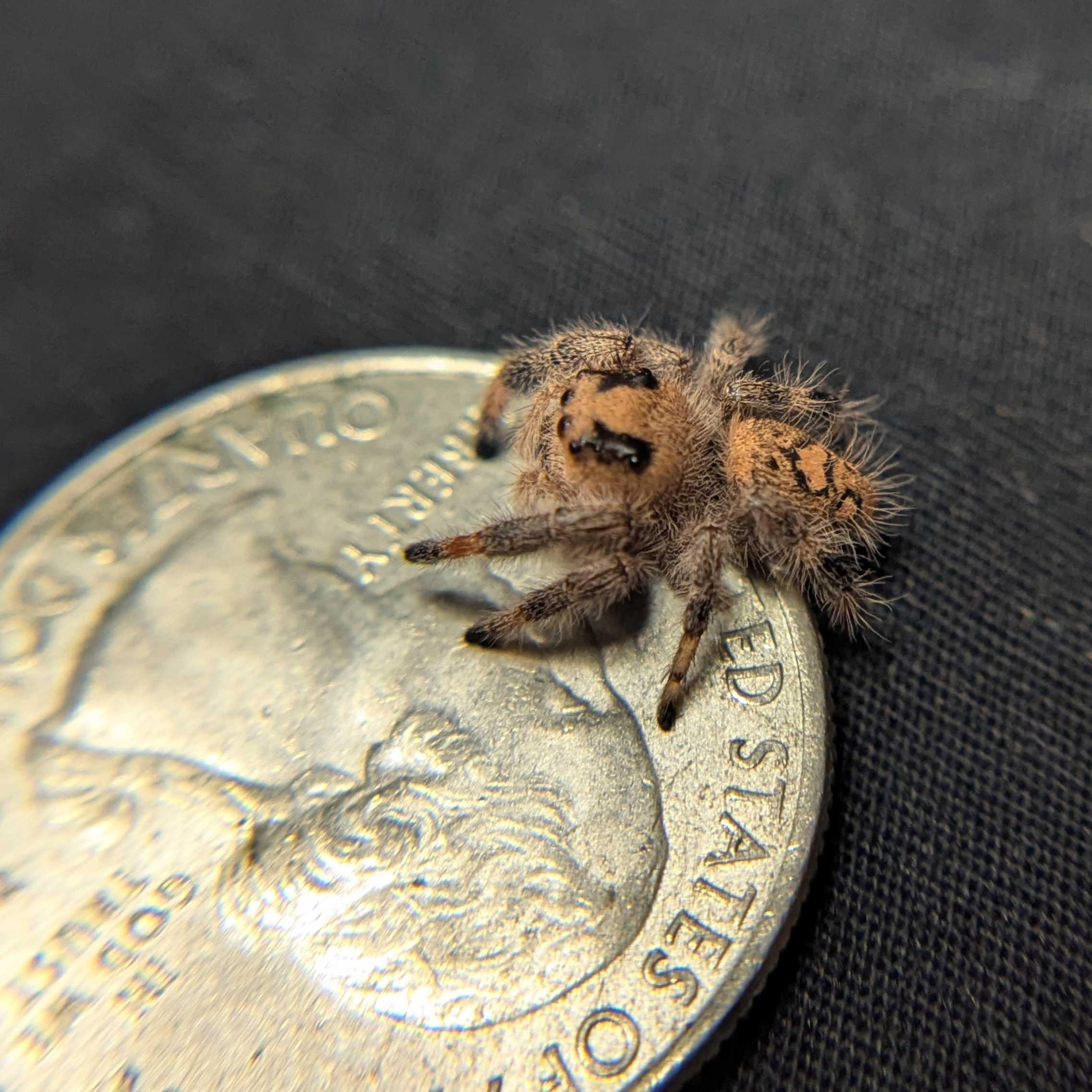 Regal Jumping Spider "Doobie”