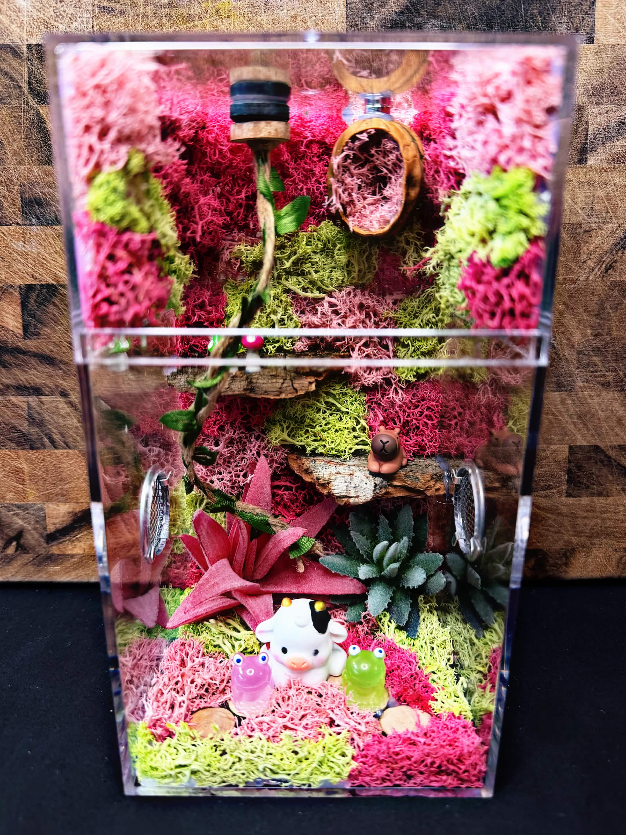 Custom Jumping Spider Enclosure