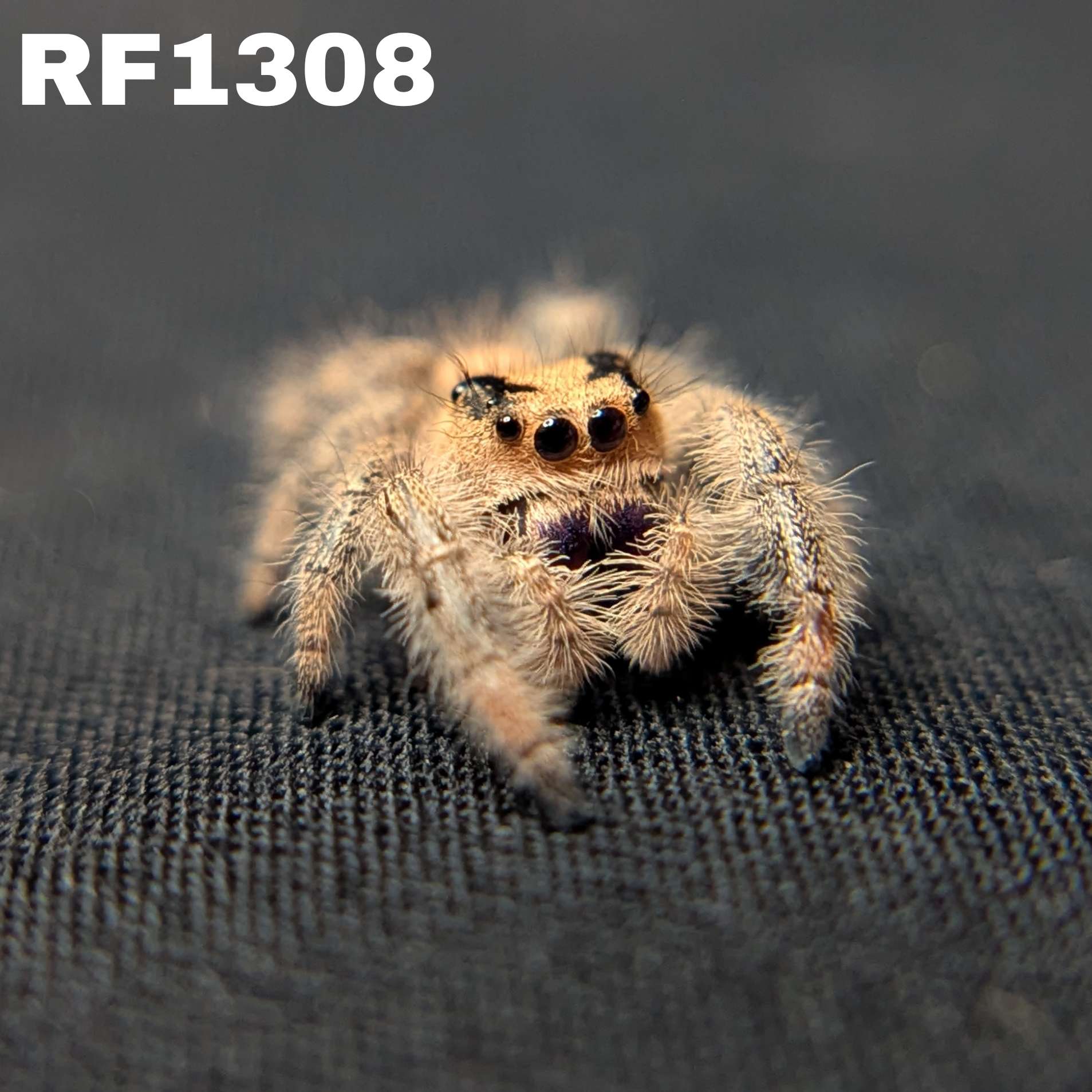 Regal Jumping Spider "Doobie”