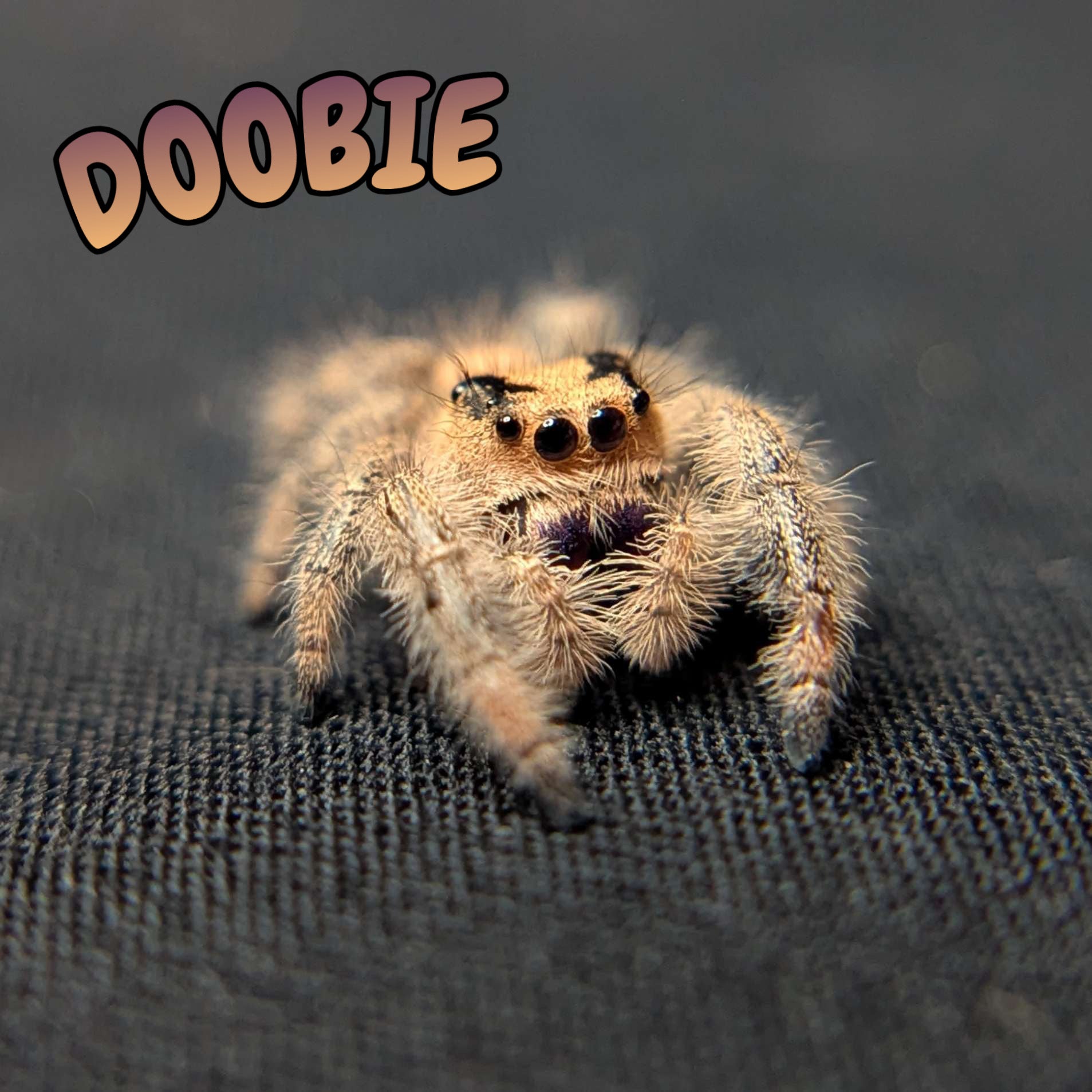 Regal Jumping Spider "Doobie”