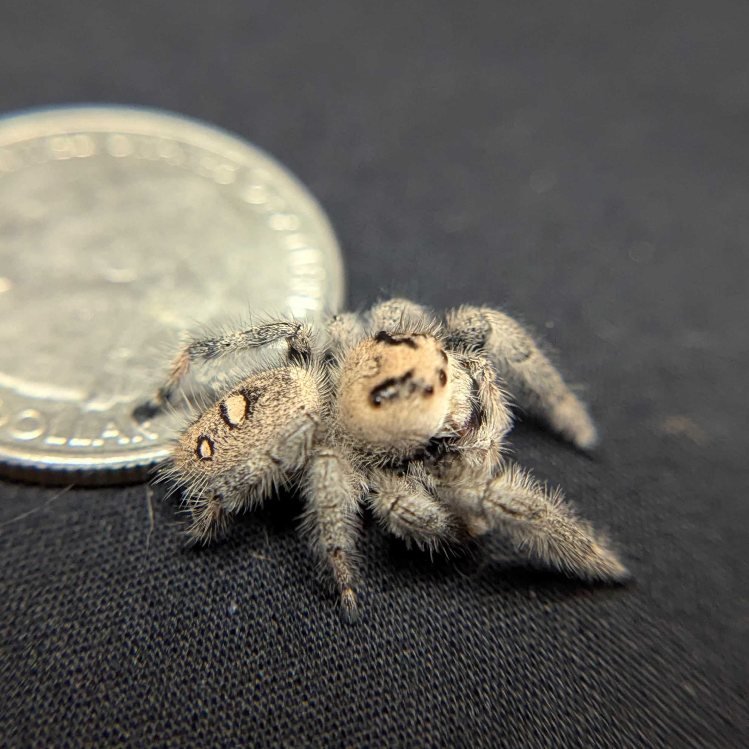 Regal Jumping Spider "Marley"