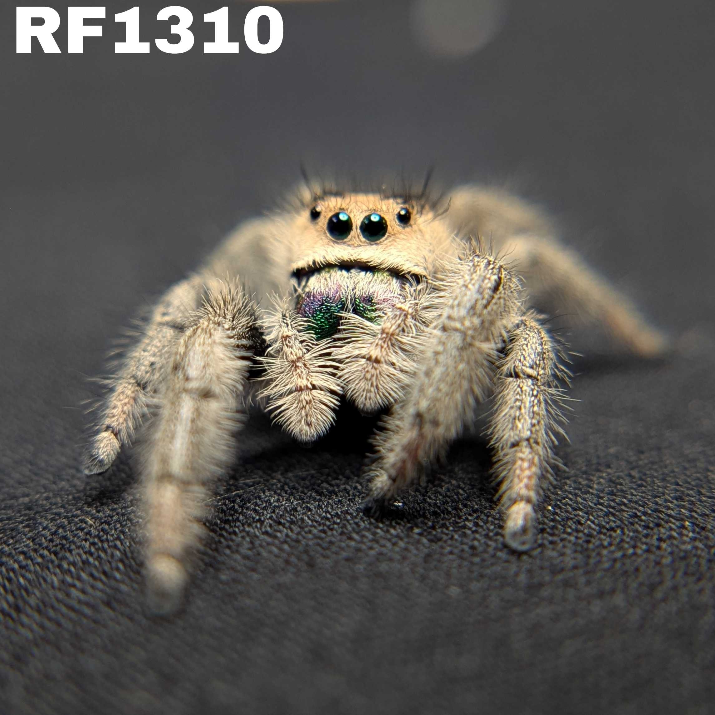Regal Jumping Spider "Marley"