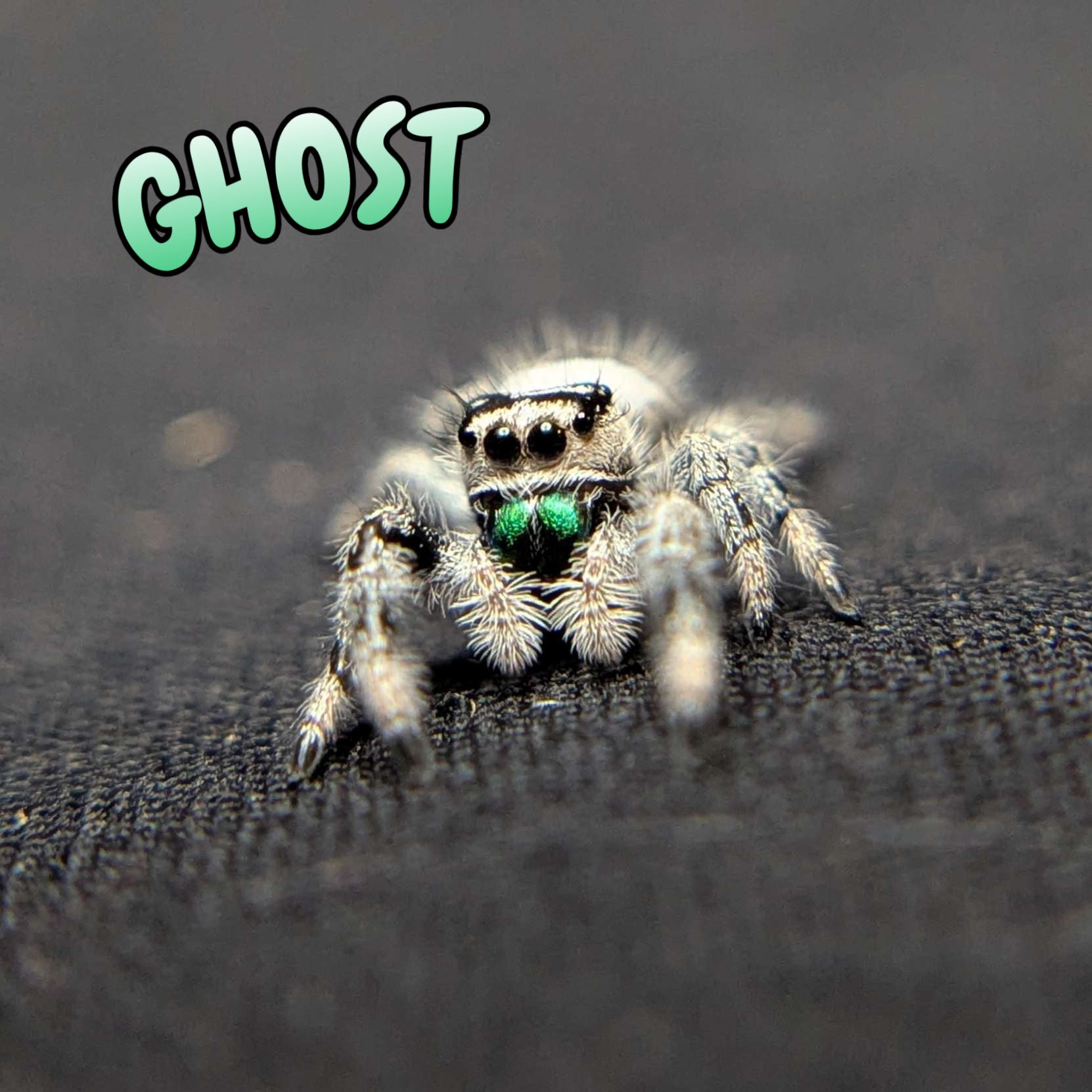 Regal Jumping Spider "Ghost"