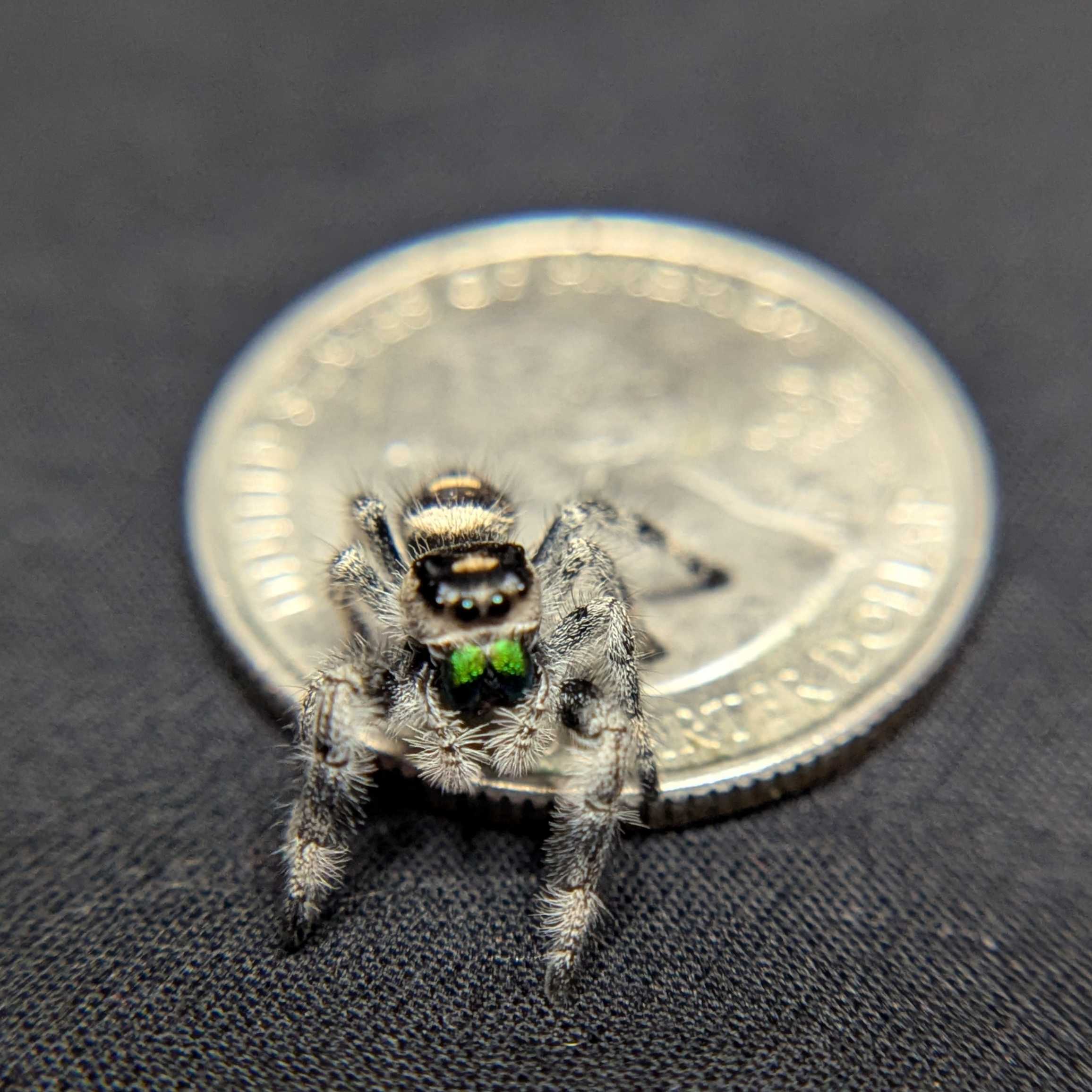 Regal Jumping Spider "Joker"