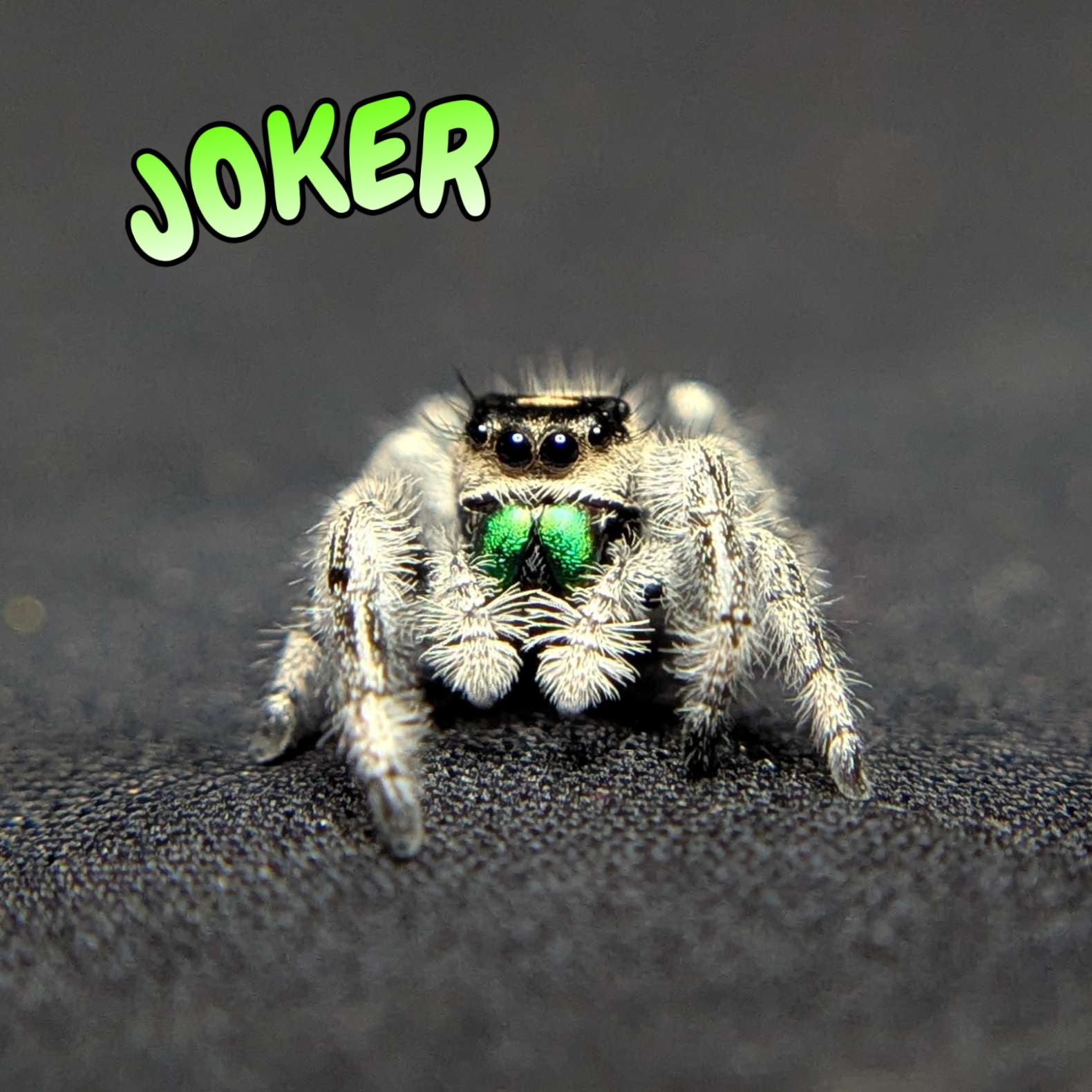 Regal Jumping Spider "Joker"