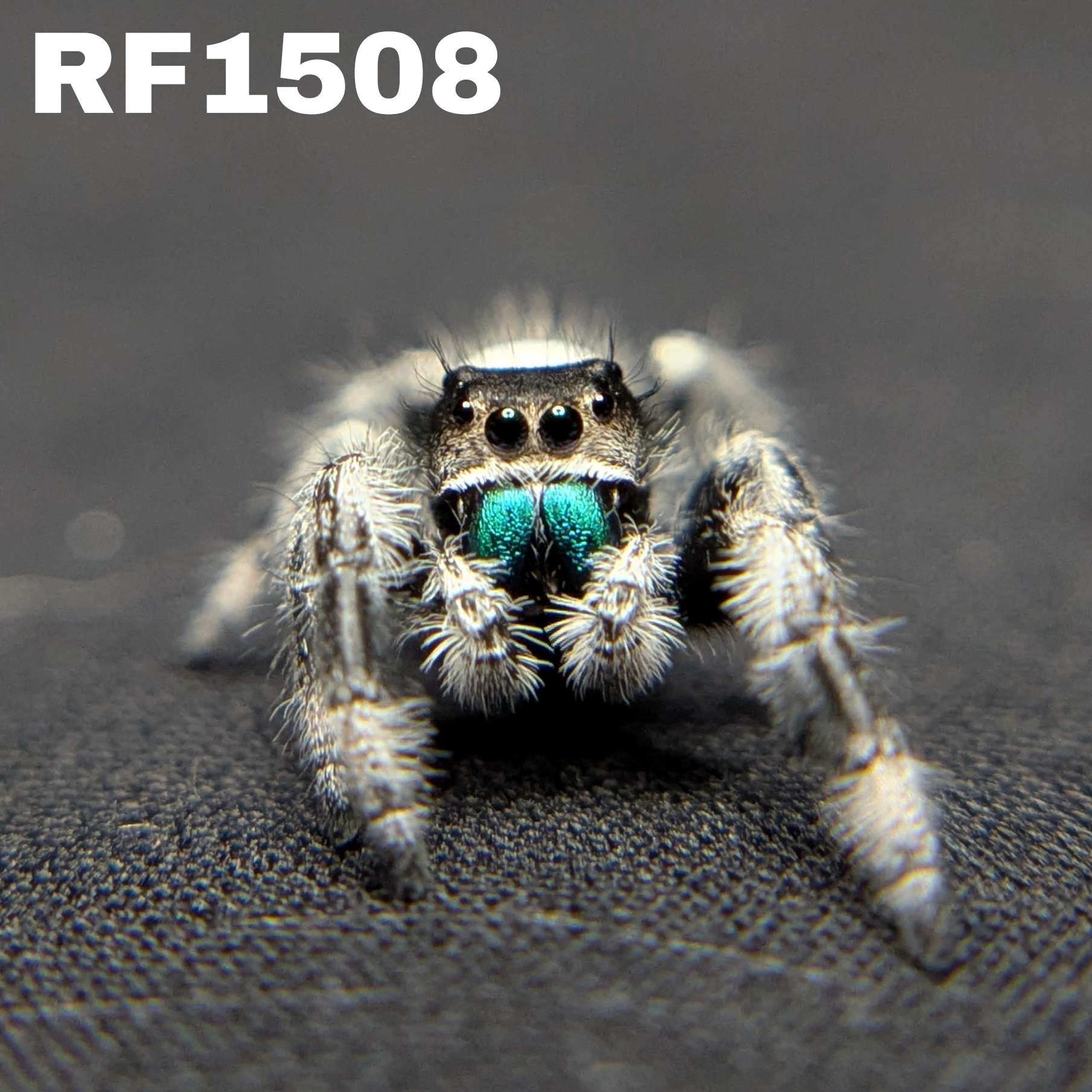 Regal Jumping Spider "Bluey"