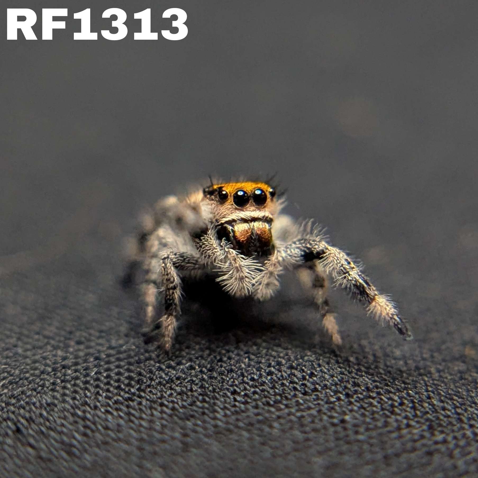Regal Jumping Spider "Taffy"
