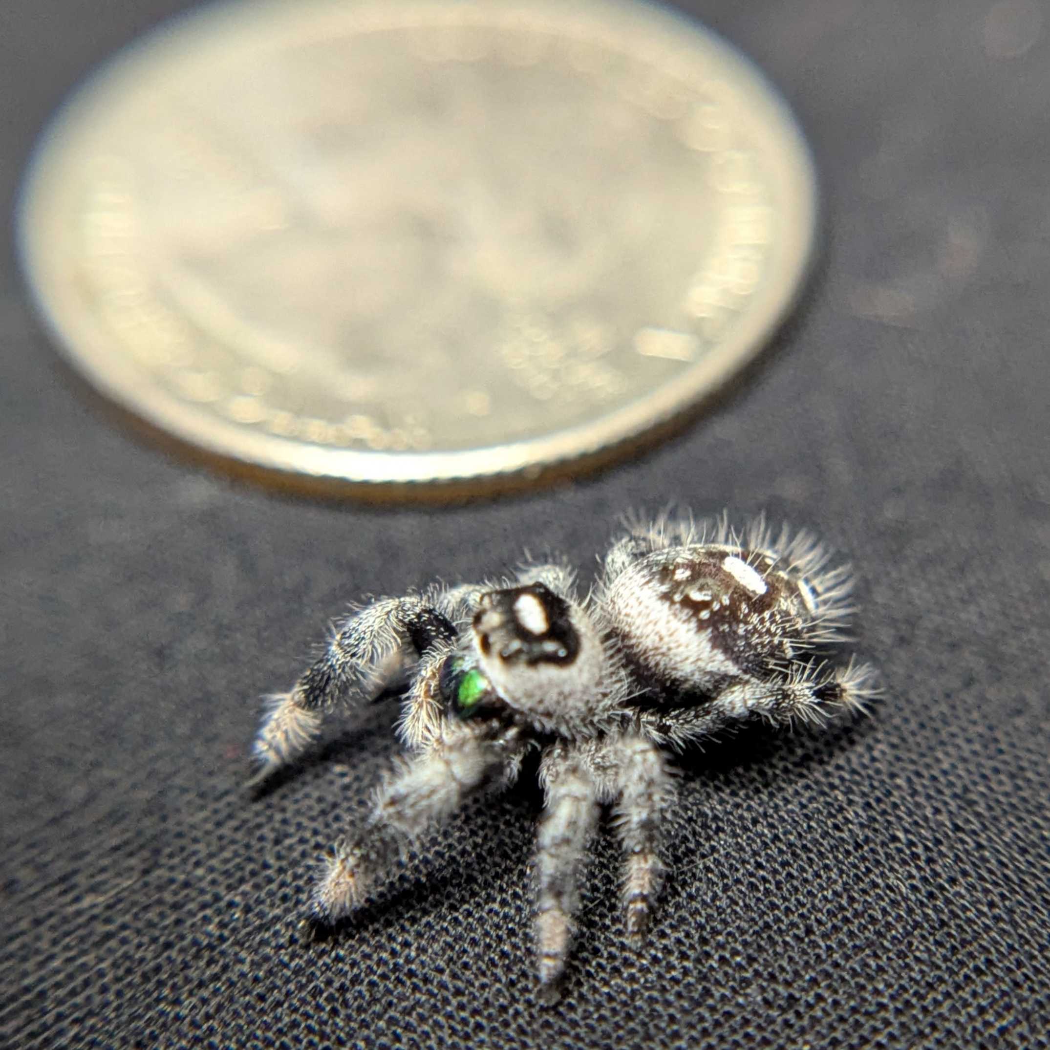 Regal Jumping Spider "Frostmint"