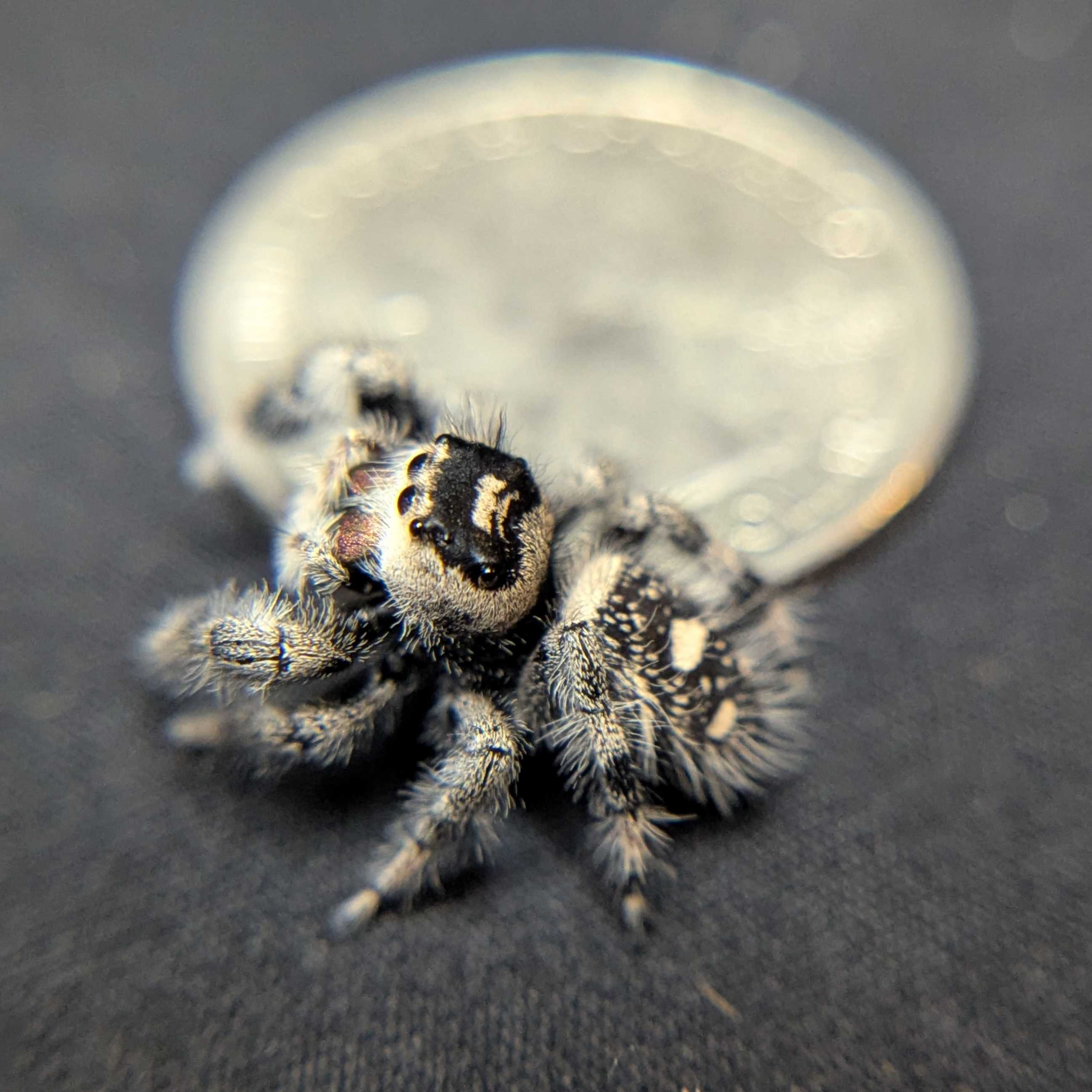 Regal Jumping Spider "Caramel Kush"