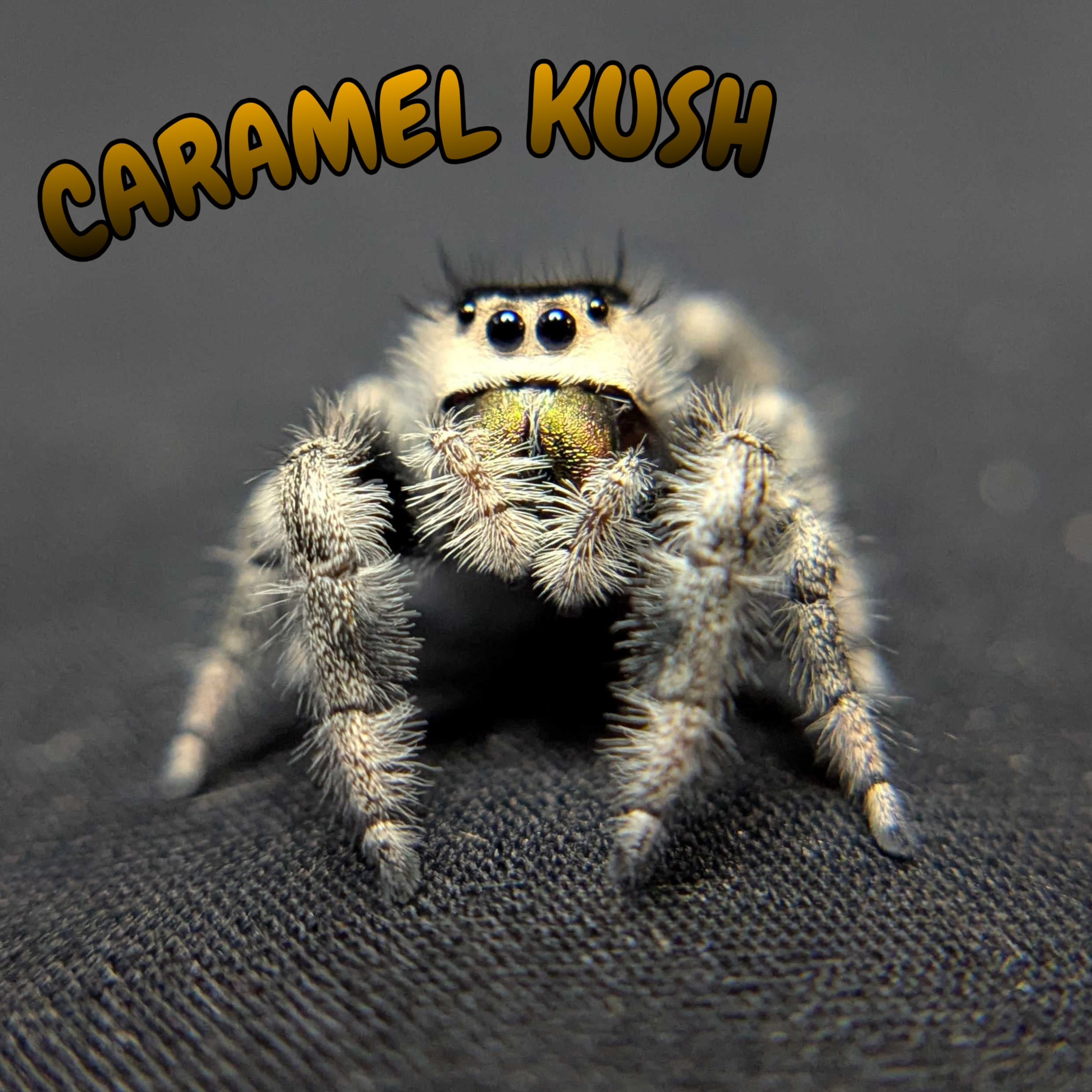 Regal Jumping Spider "Caramel Kush"