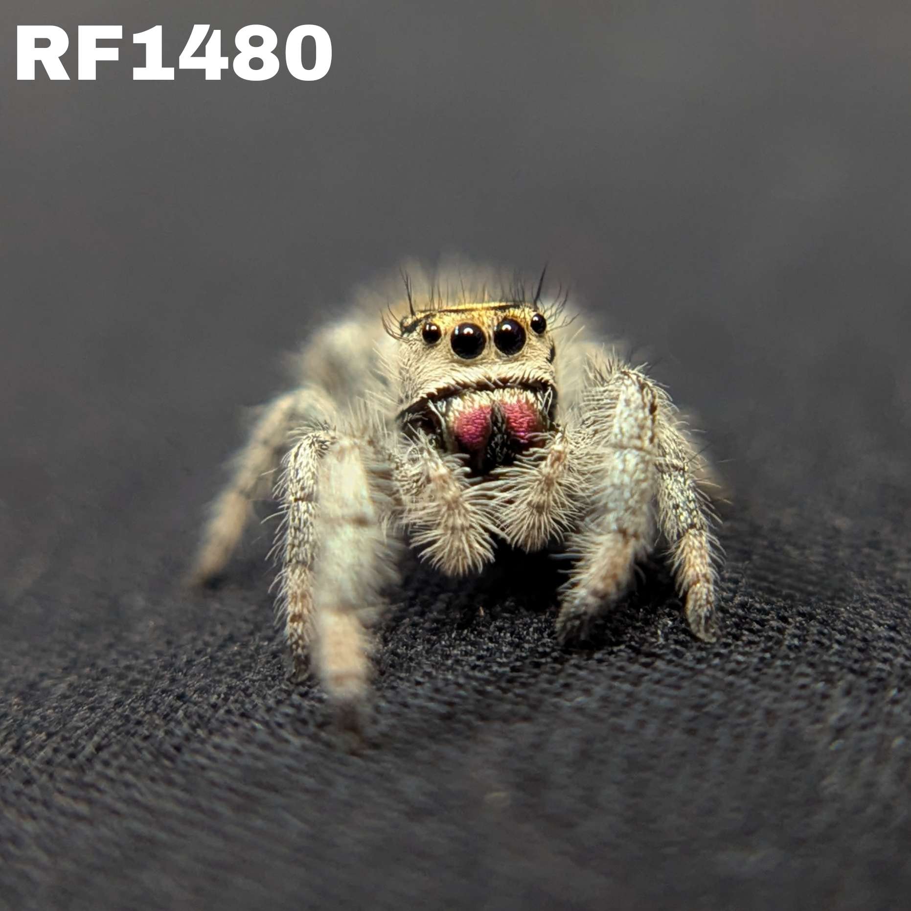 Regal Jumping Spider "Sunset"