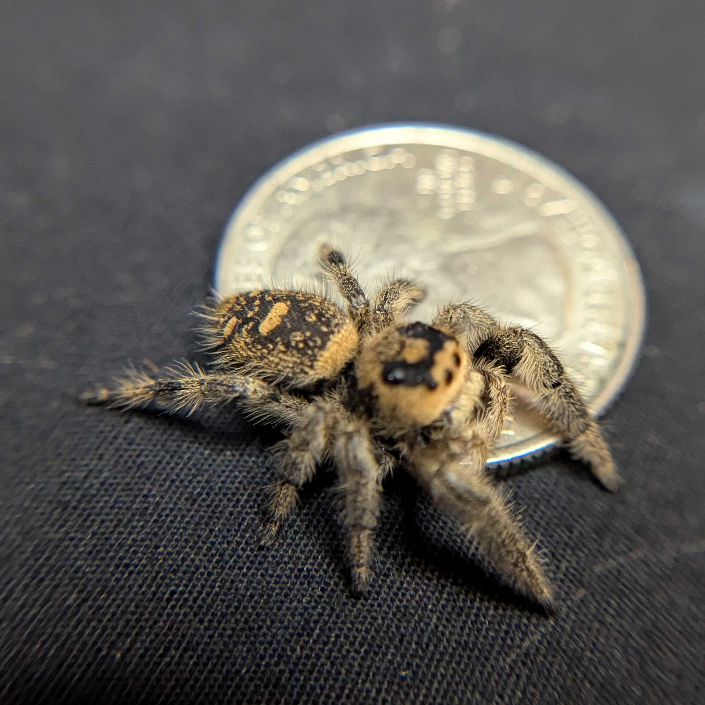 Regal Jumping Spider “Willow”