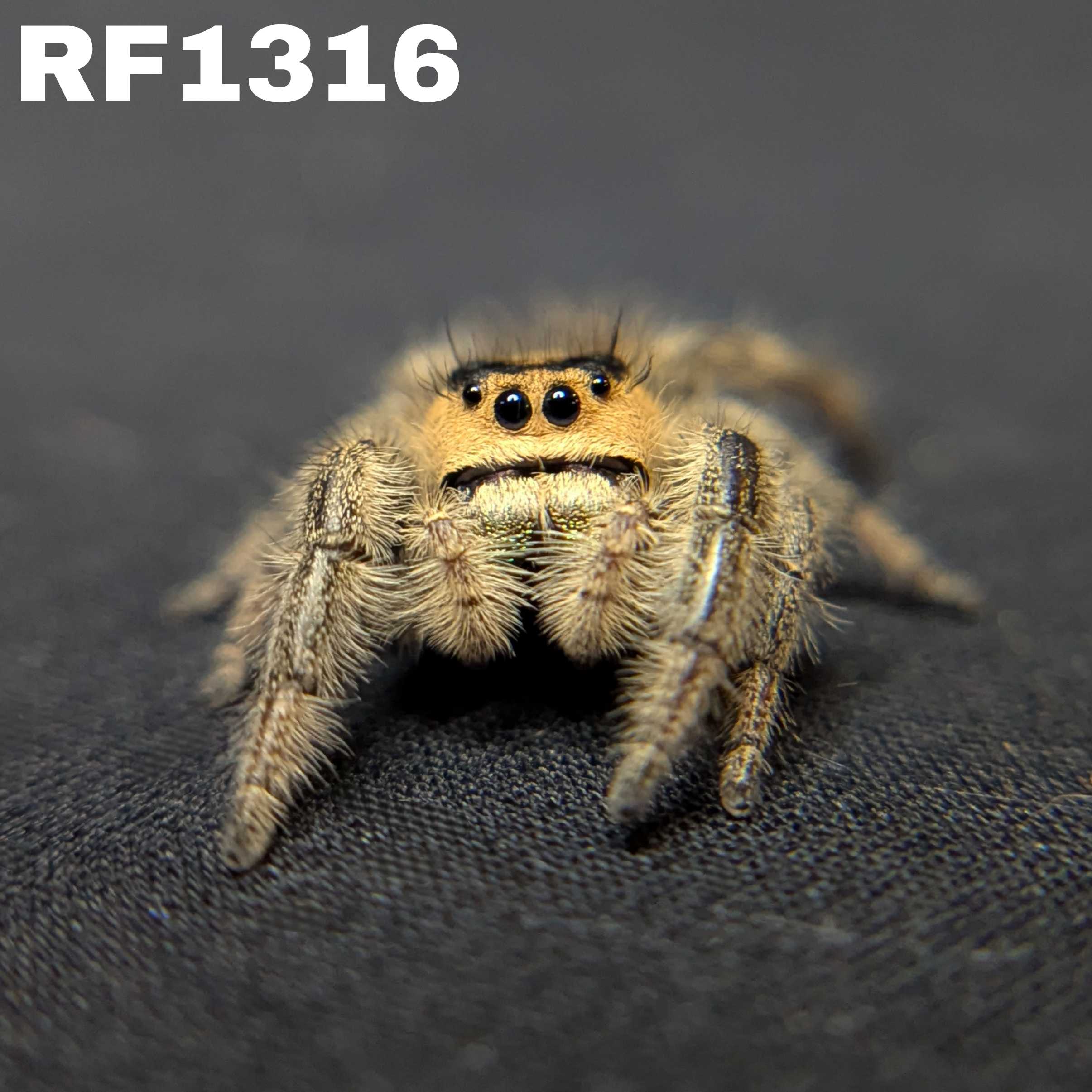 Regal Jumping Spider “Willow”