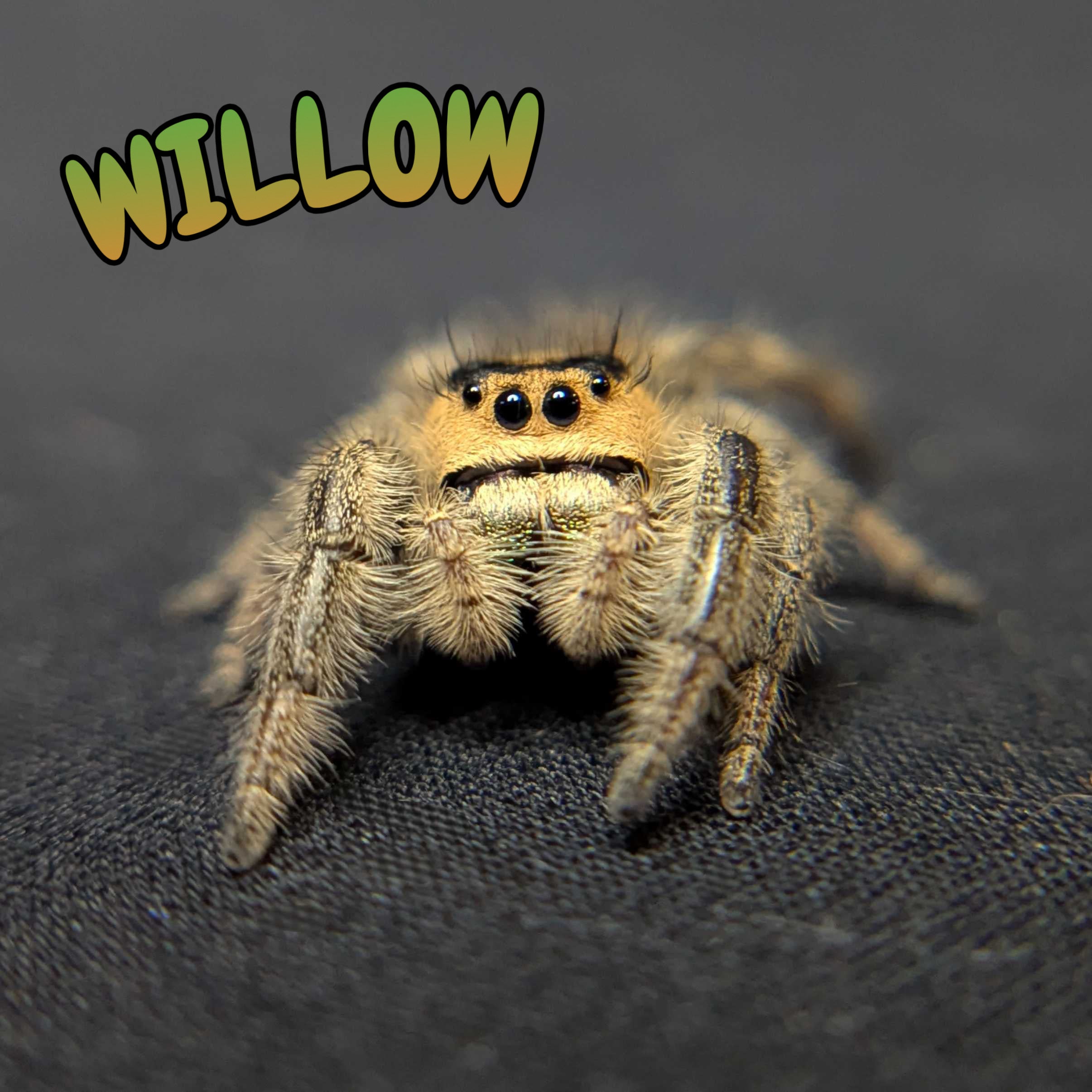 Regal Jumping Spider “Willow”