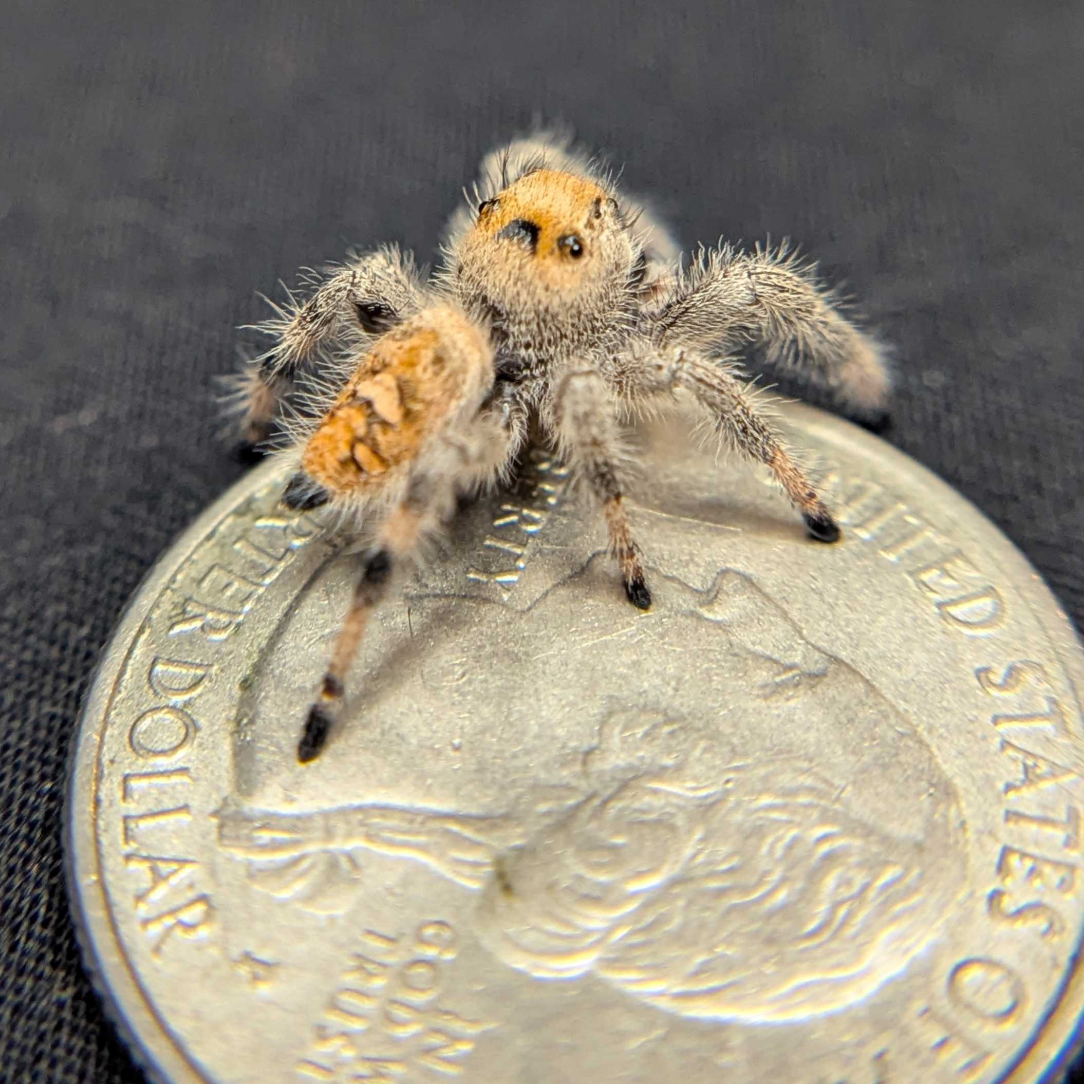 Regal Jumping Spider “Bonfire”