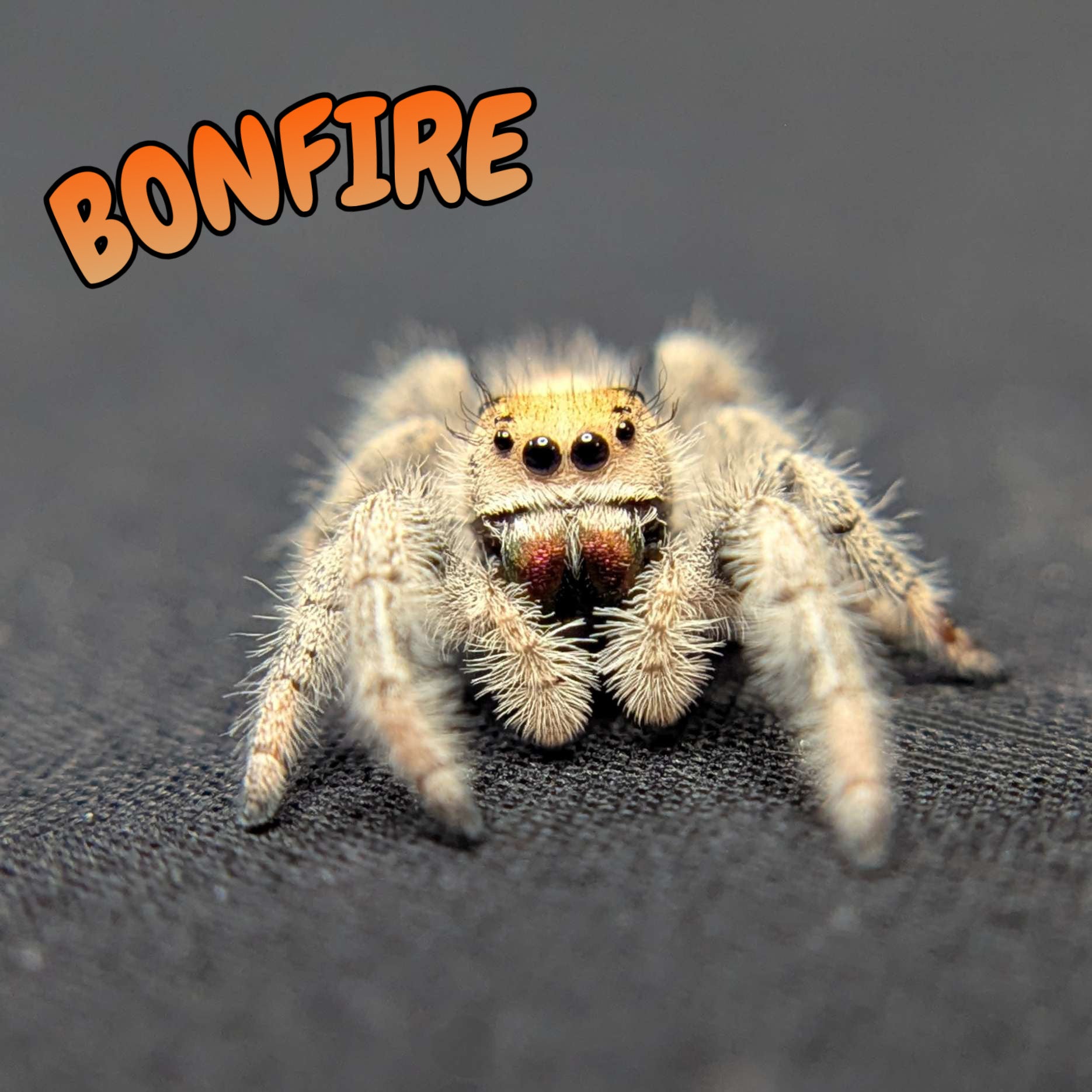 Regal Jumping Spider “Bonfire”