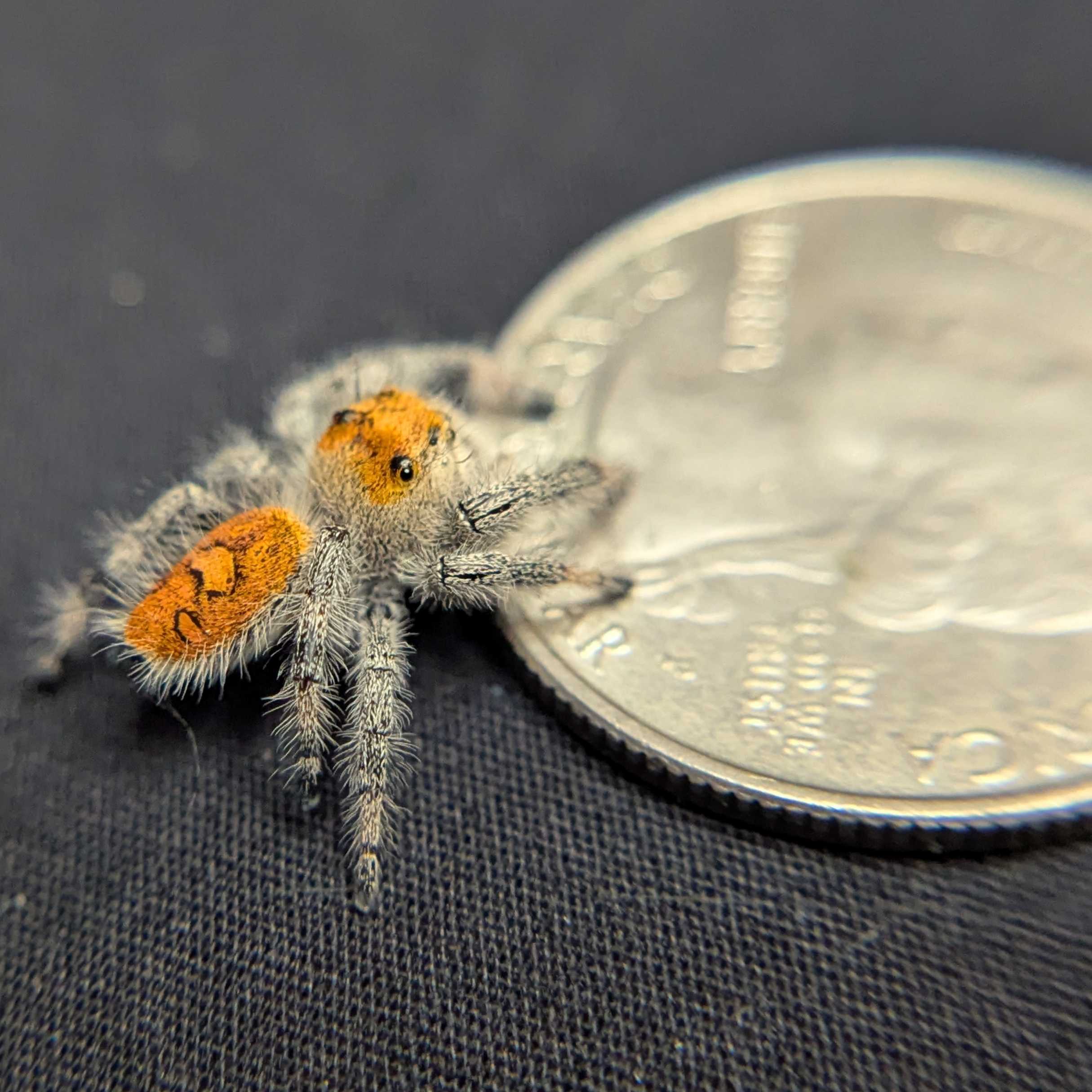Regal Jumping Spider “Valencia”