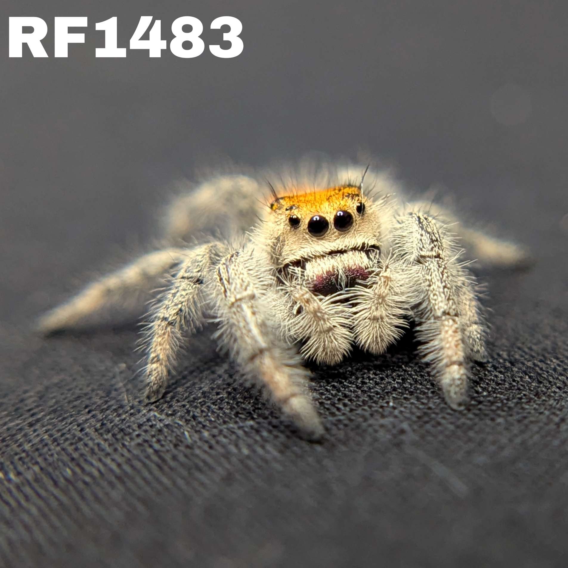 Regal Jumping Spider “Valencia”