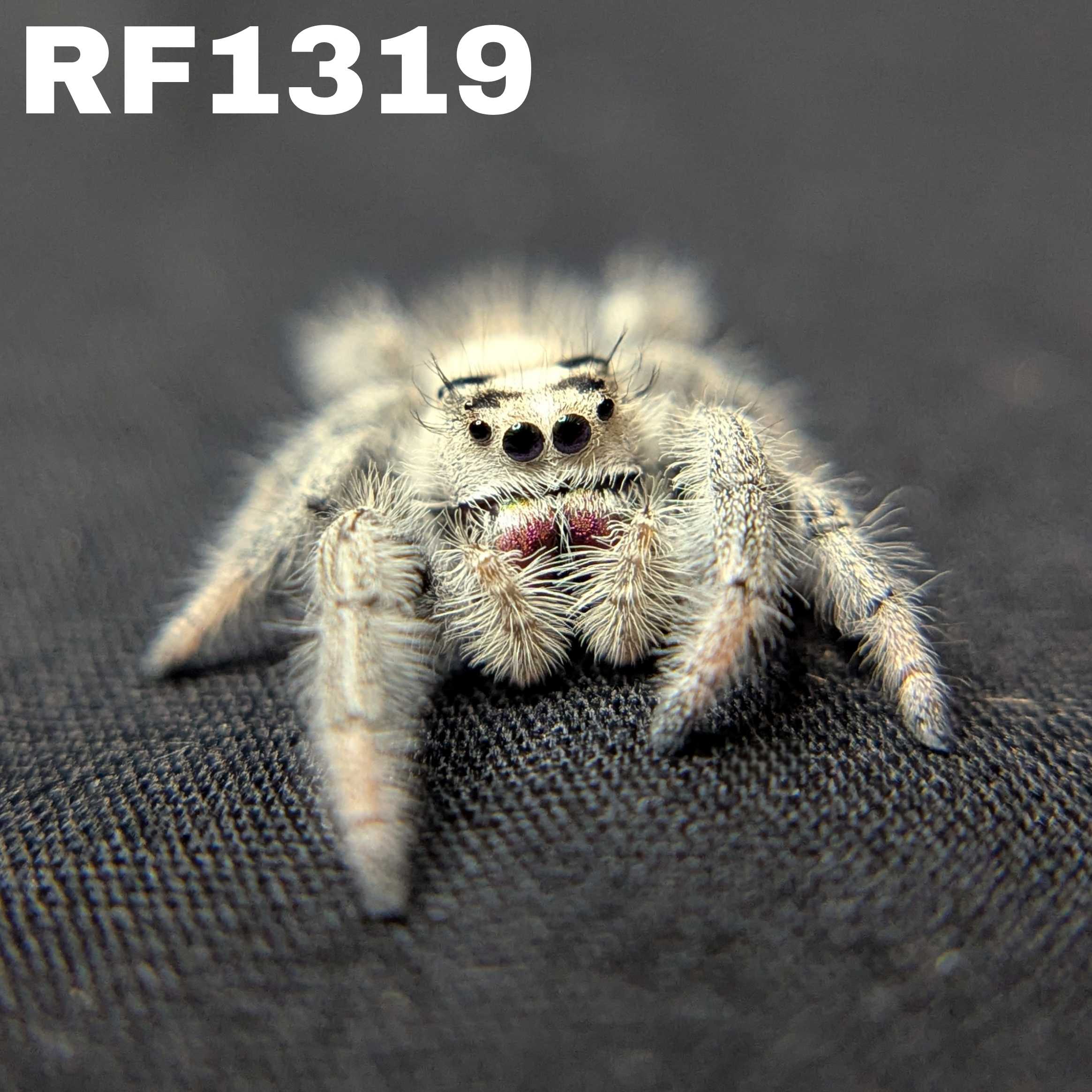 Regal Jumping Spider “Indica”