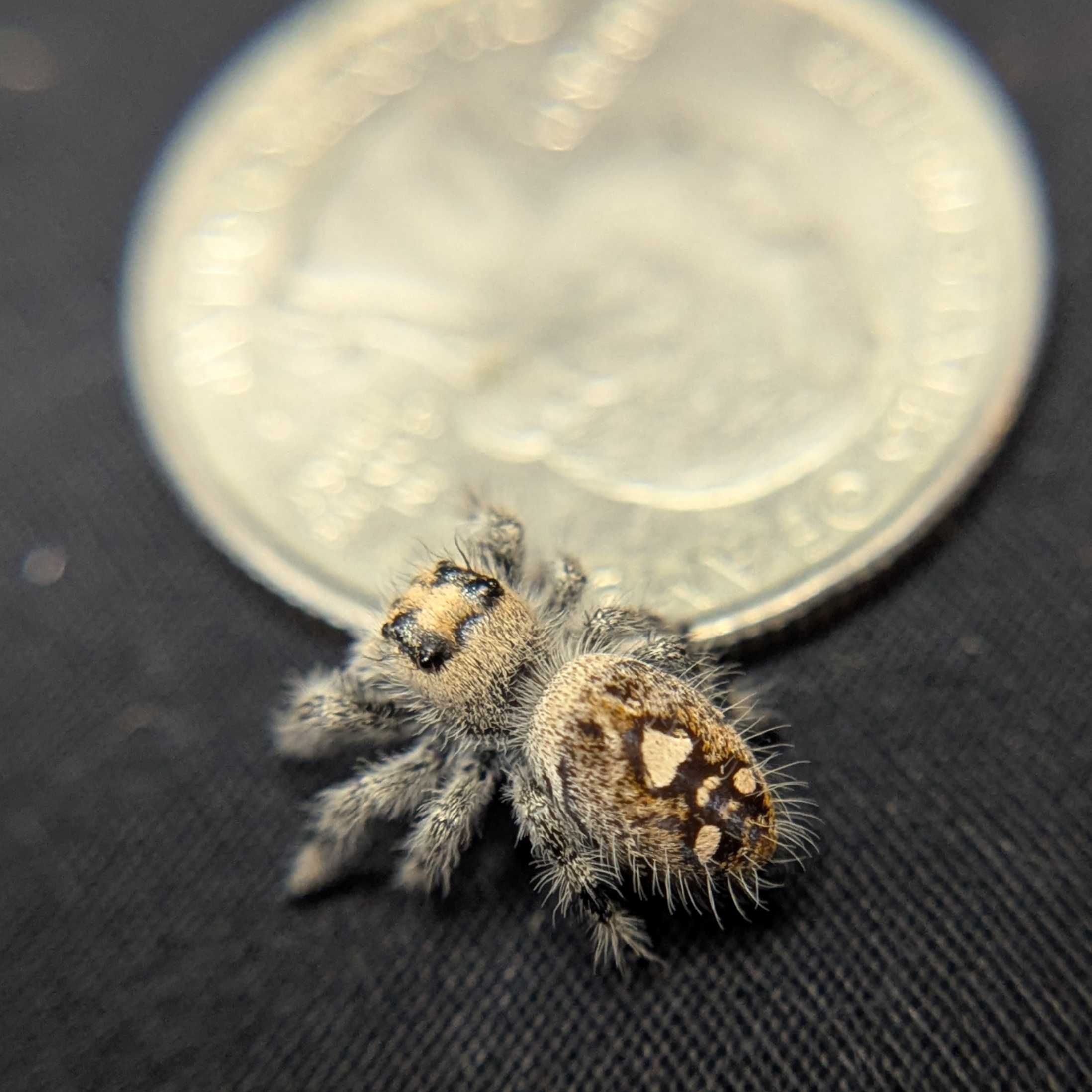 Regal Jumping Spider "Confetti"