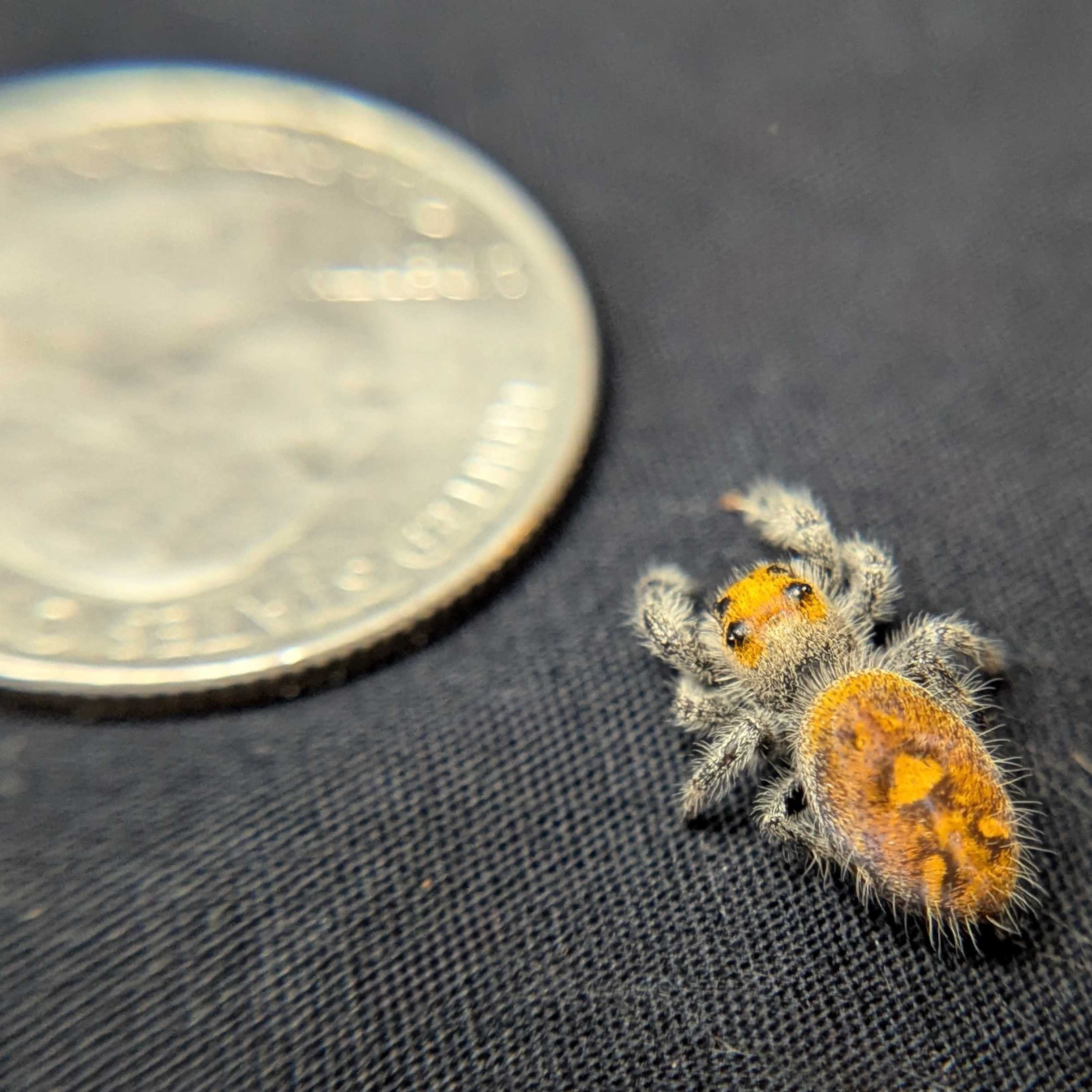 Regal Jumping Spider “Fruity Pebbles”