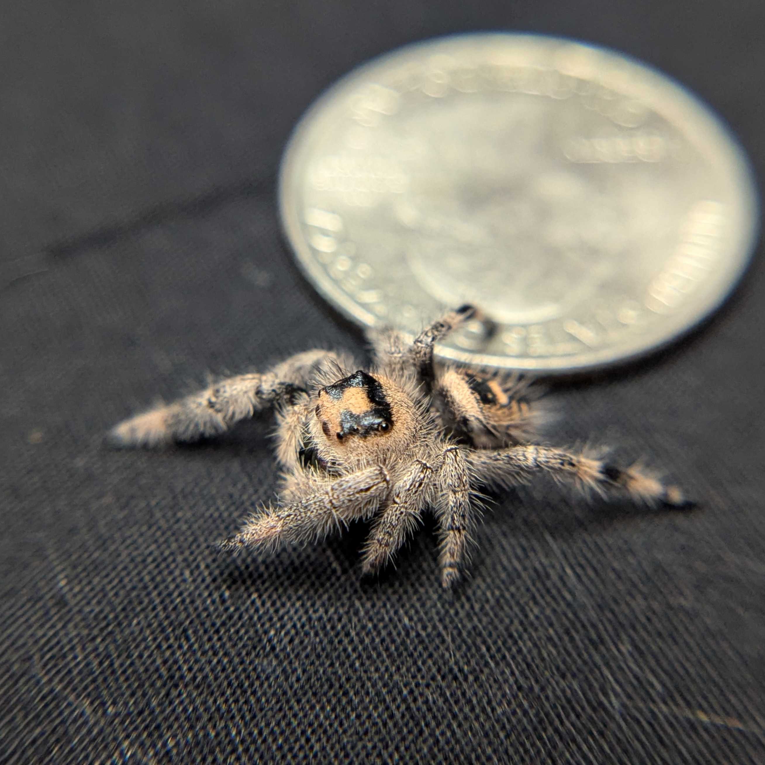 Regal Jumping Spider "Cookie"