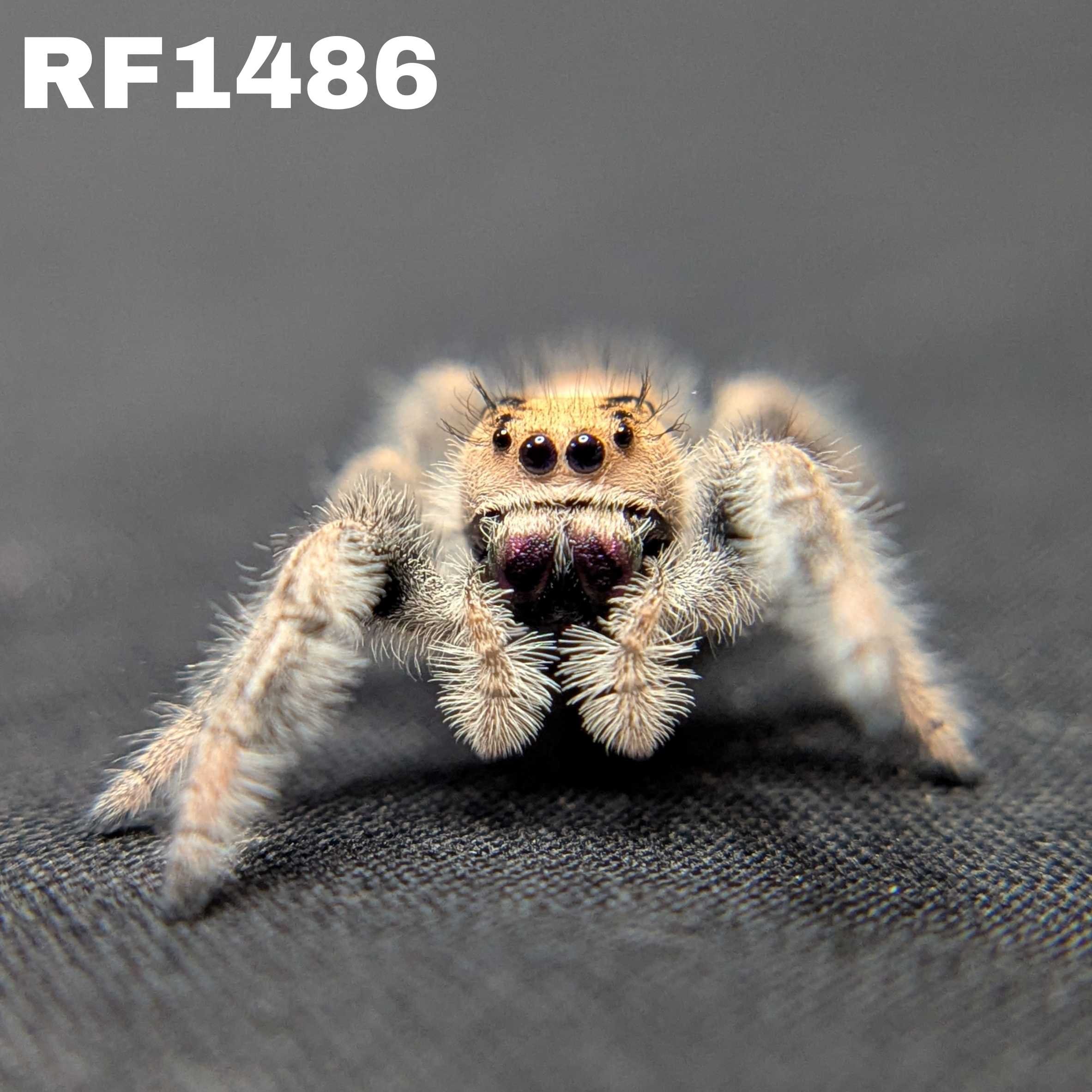 Regal Jumping Spider "Ambrimyst"