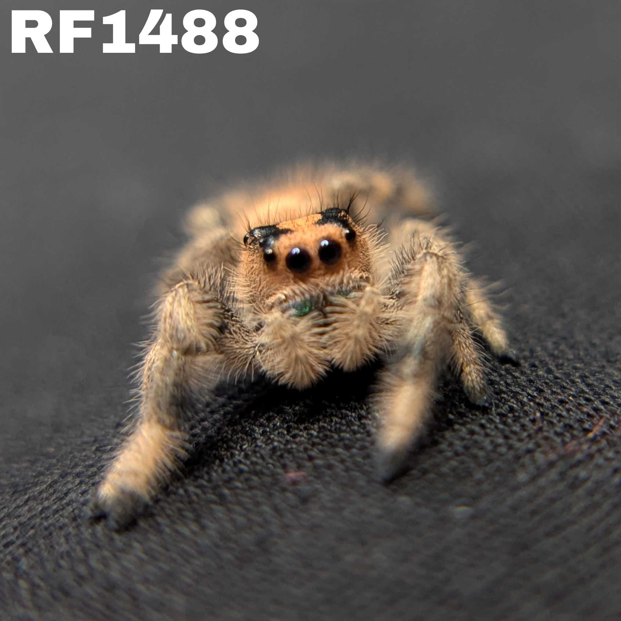 Regal Jumping Spider “Dawn”