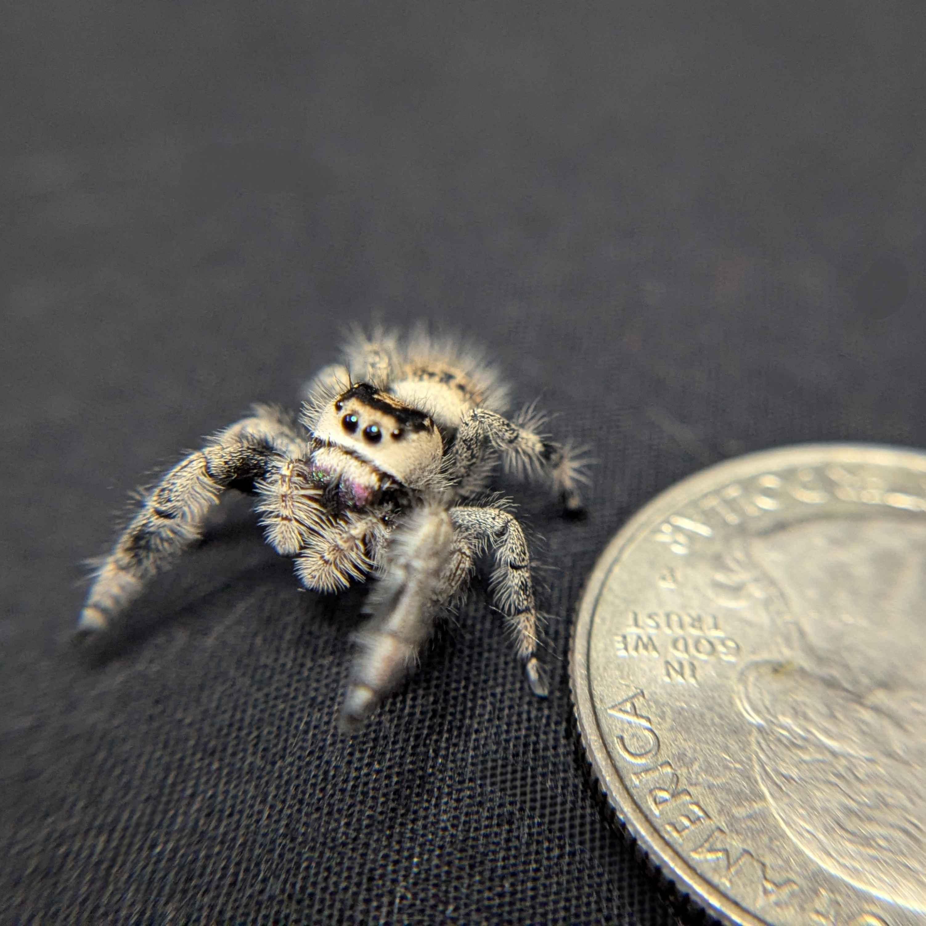 Regal Jumping Spider "Calypso"