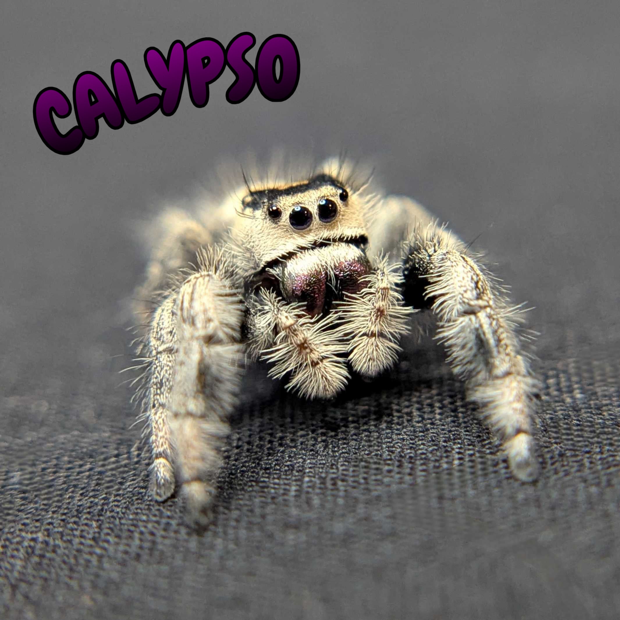 Regal Jumping Spider "Calypso"