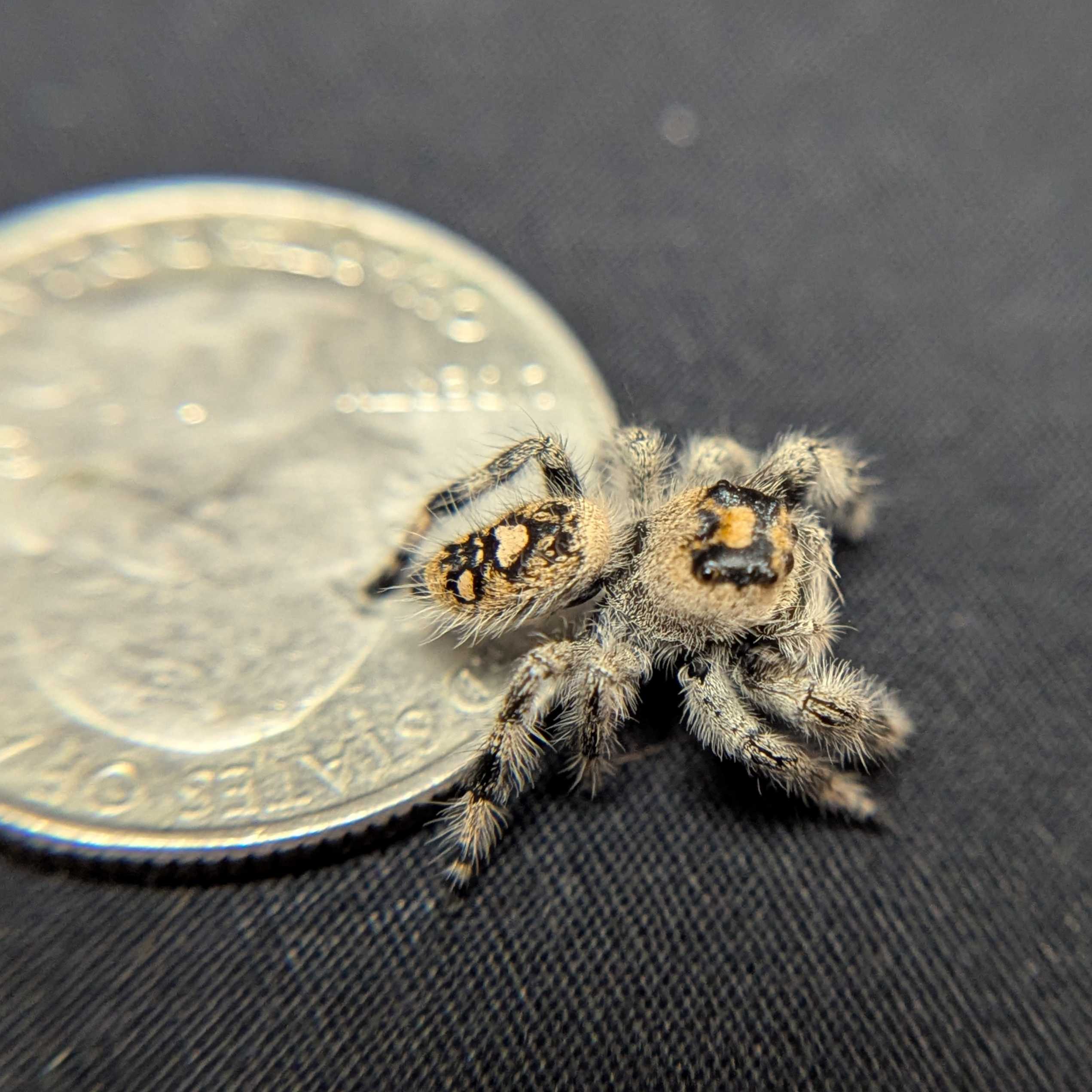 Regal Jumping Spider "Starburst"