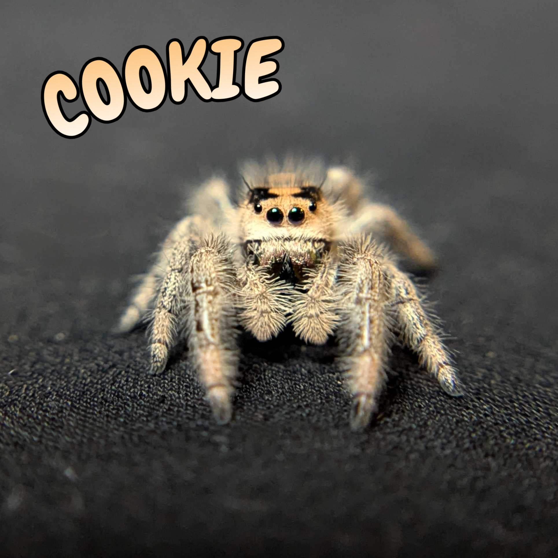 Regal Jumping Spider "Cookie"