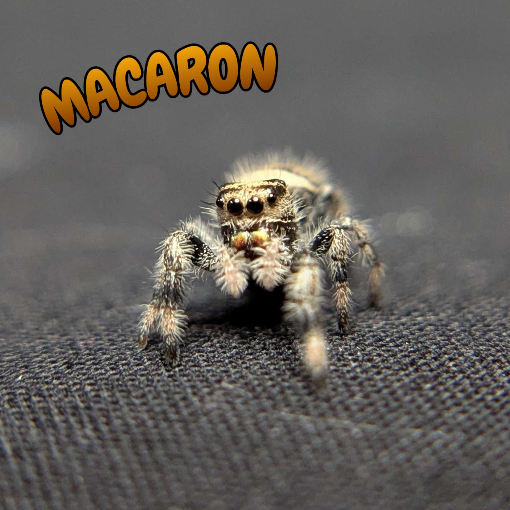 Regal Jumping Spider "Macaron"