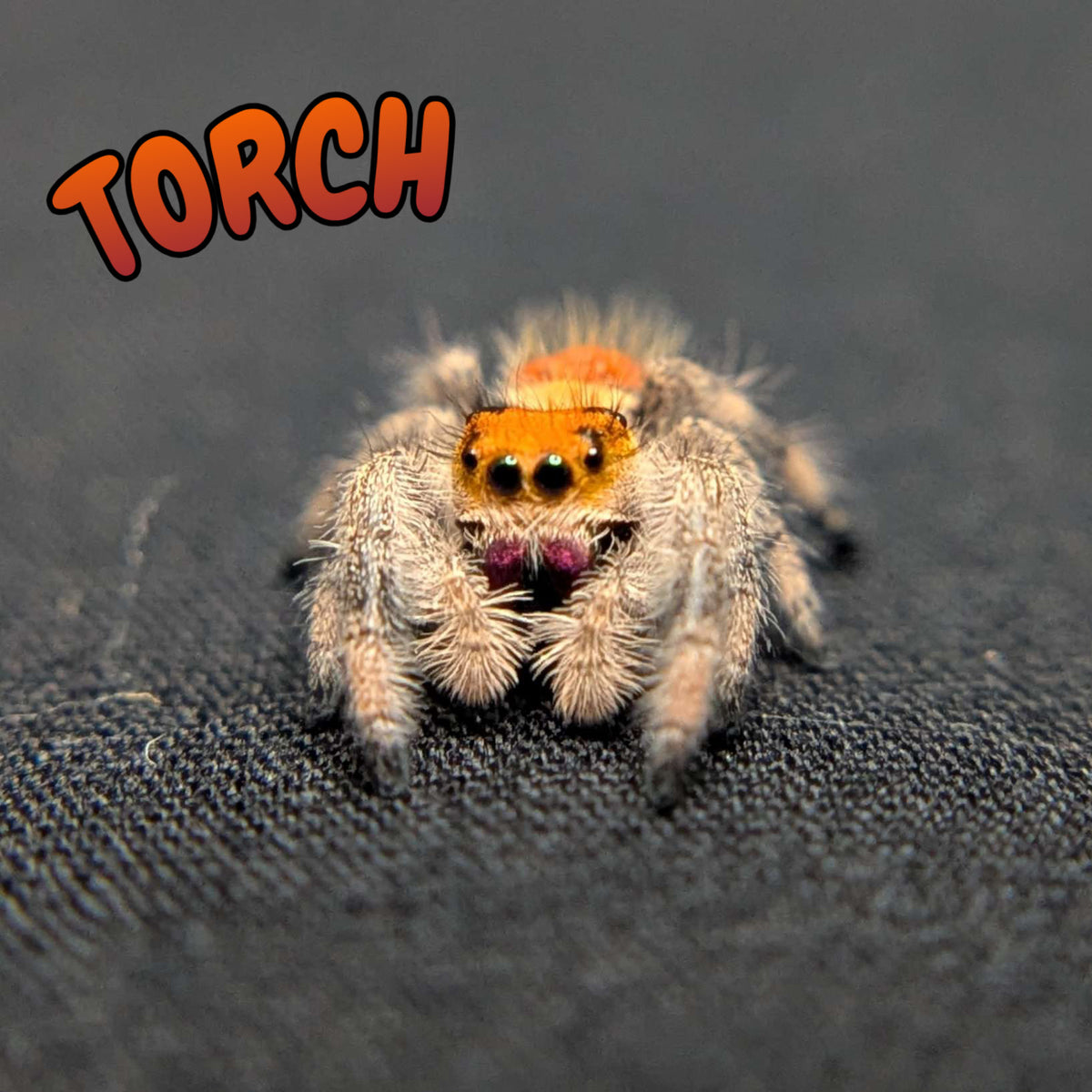 Regal Jumping Spider “Torch”