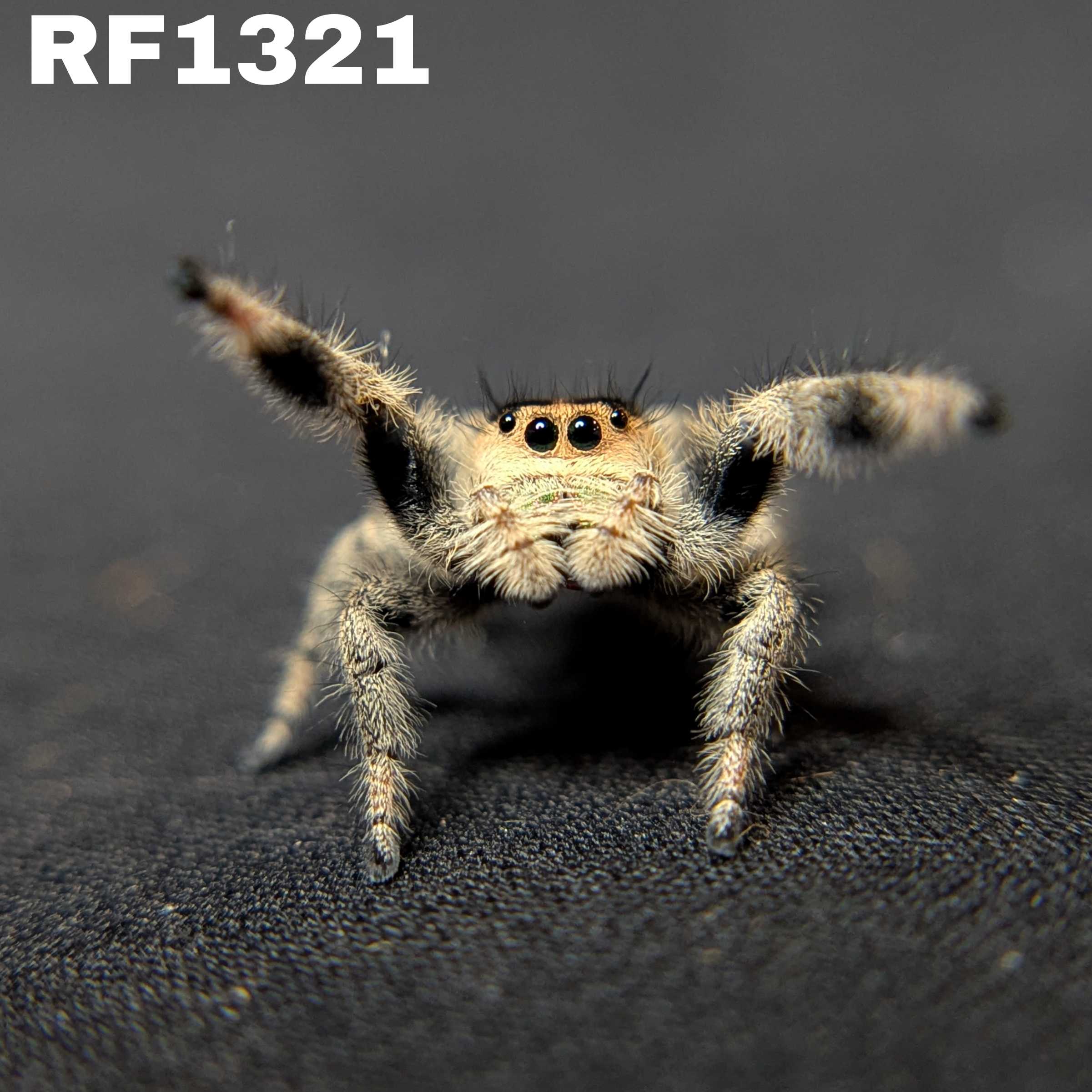 Regal Jumping Spider "Cashew"